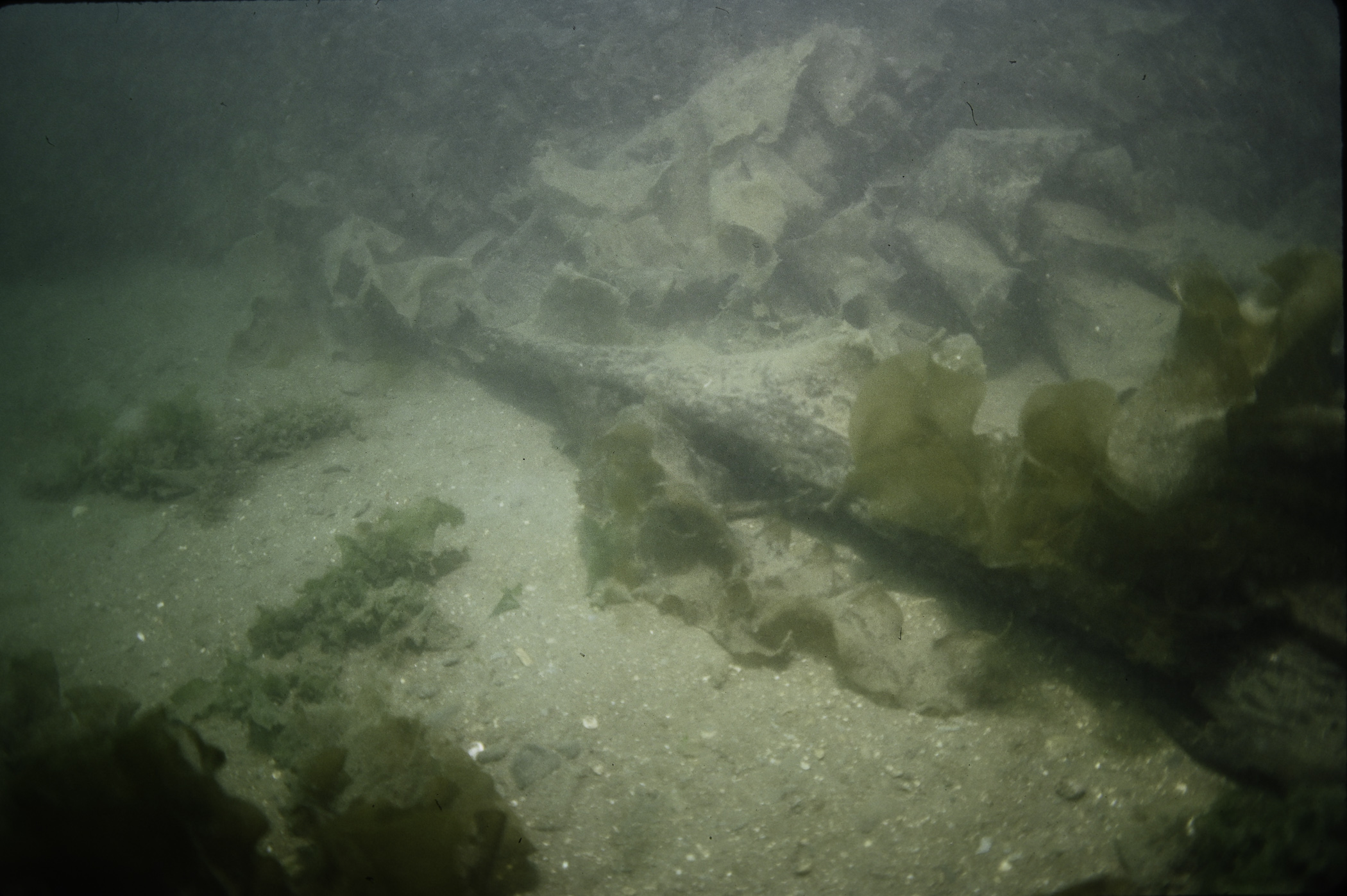 Laminaria saccharina, Ulva lactuca. Site: Granagh Bay, Strangford Lough. 