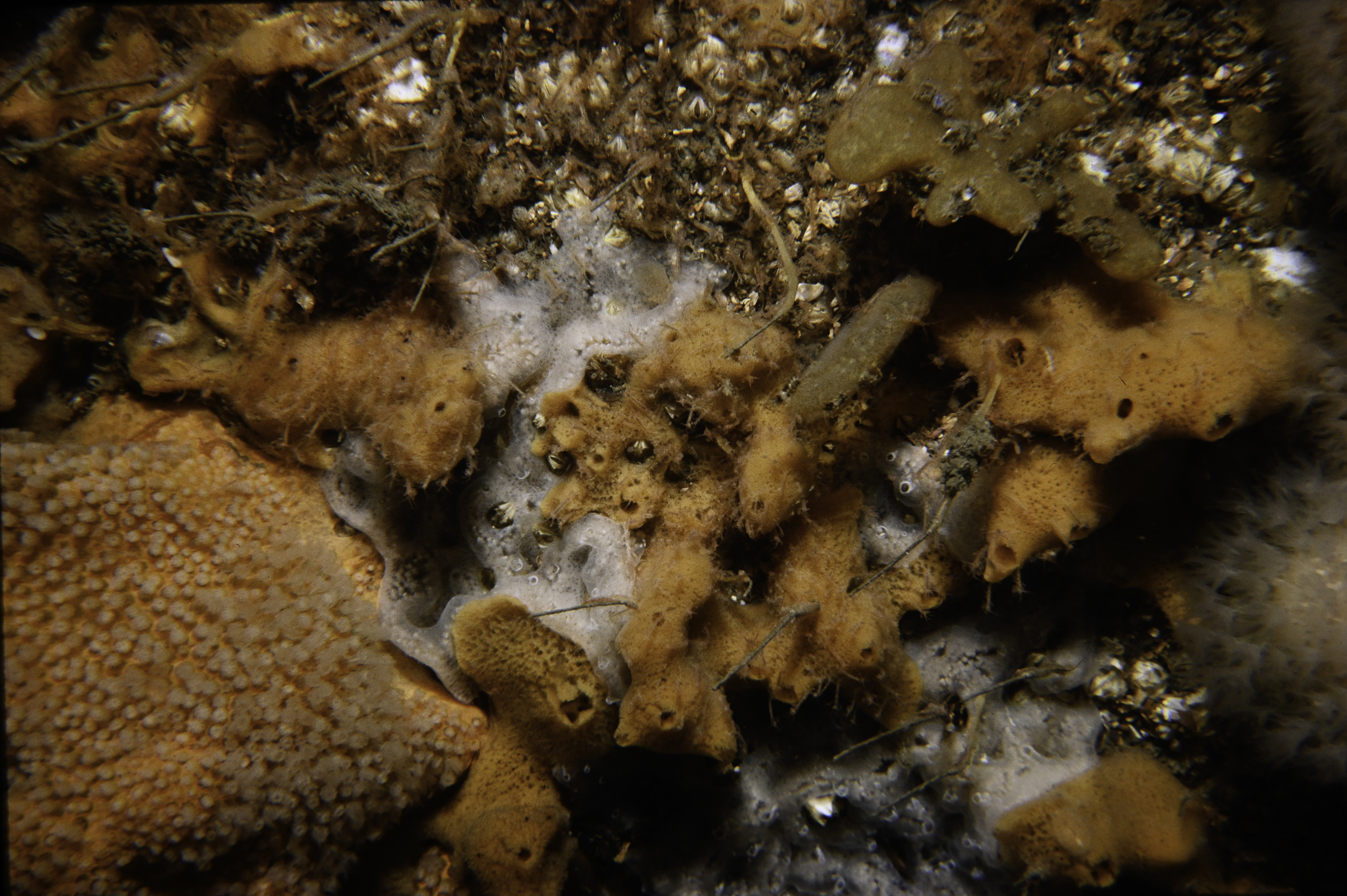 Amphilectus fucorum, Alcyonium digitatum, Diplosoma spongiforme. Site: Audley's Point, Strangford Lough. 