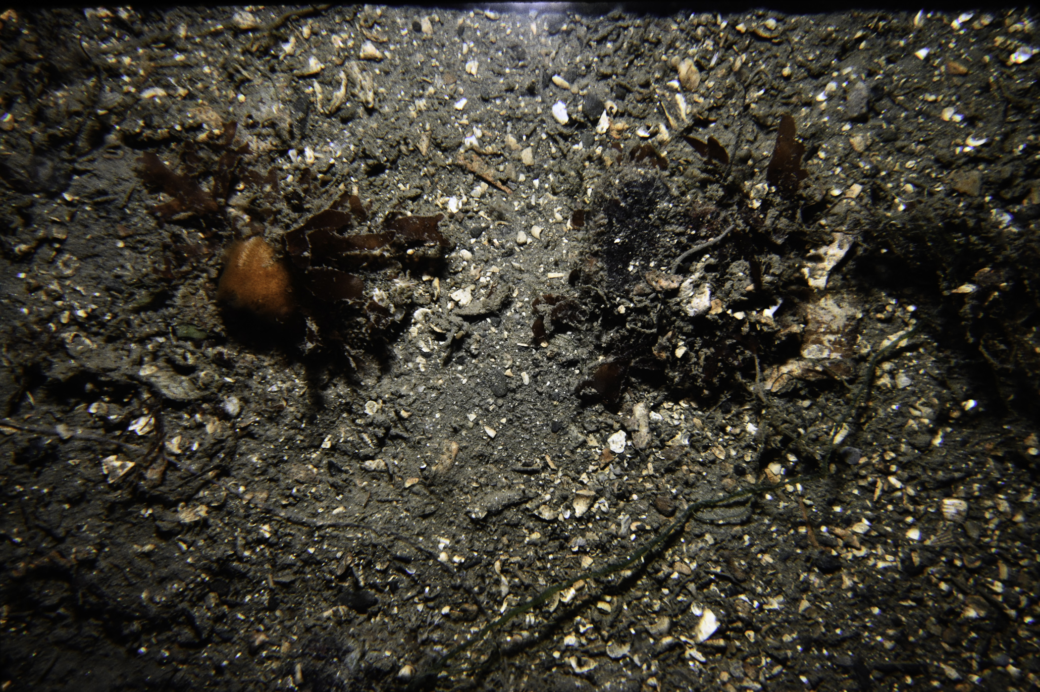 Cellepora pumicosa, Stenogramme interrupta. Site: Marlfield Bay, Strangford Lough. 