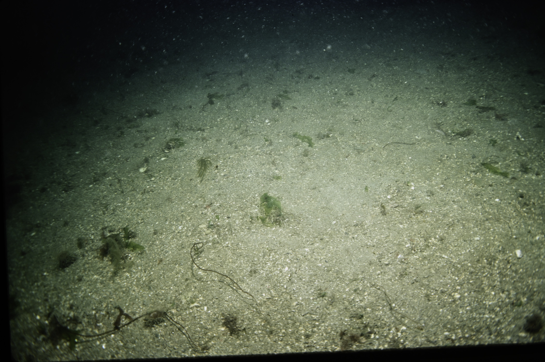 Chorda filum, Ulva lactuca. Site: Marlfield Bay, Strangford Lough. 