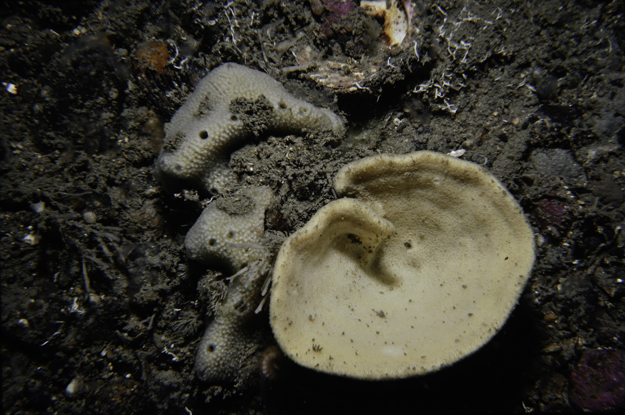 Axinella infundibuliformis, Dysidea fragilis. Site: Carnlough Bay. 