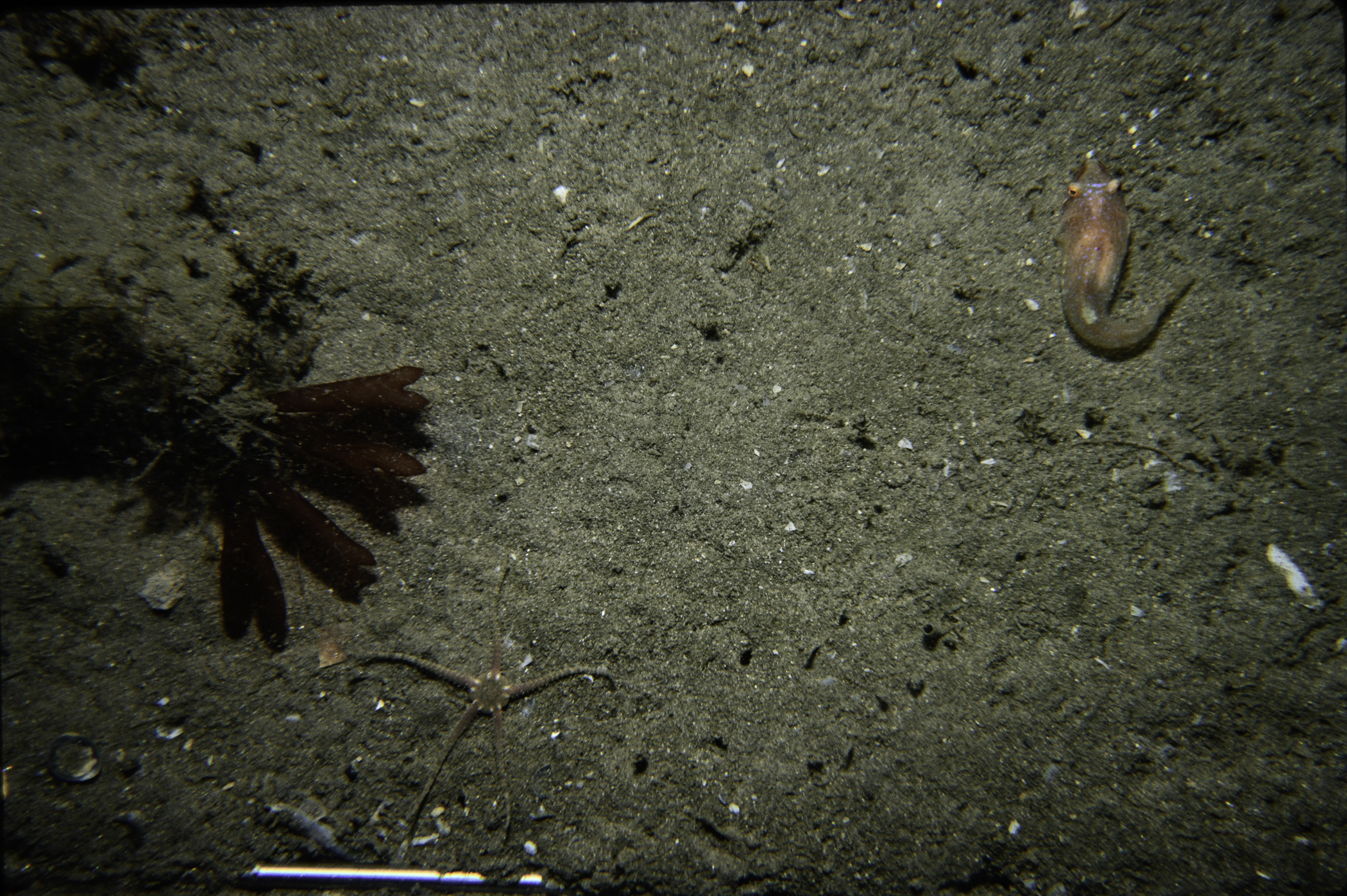 Ophiura albida, Diplecogaster bimaculata, Scinaia interrupta. Site: Carnlough Bay. 