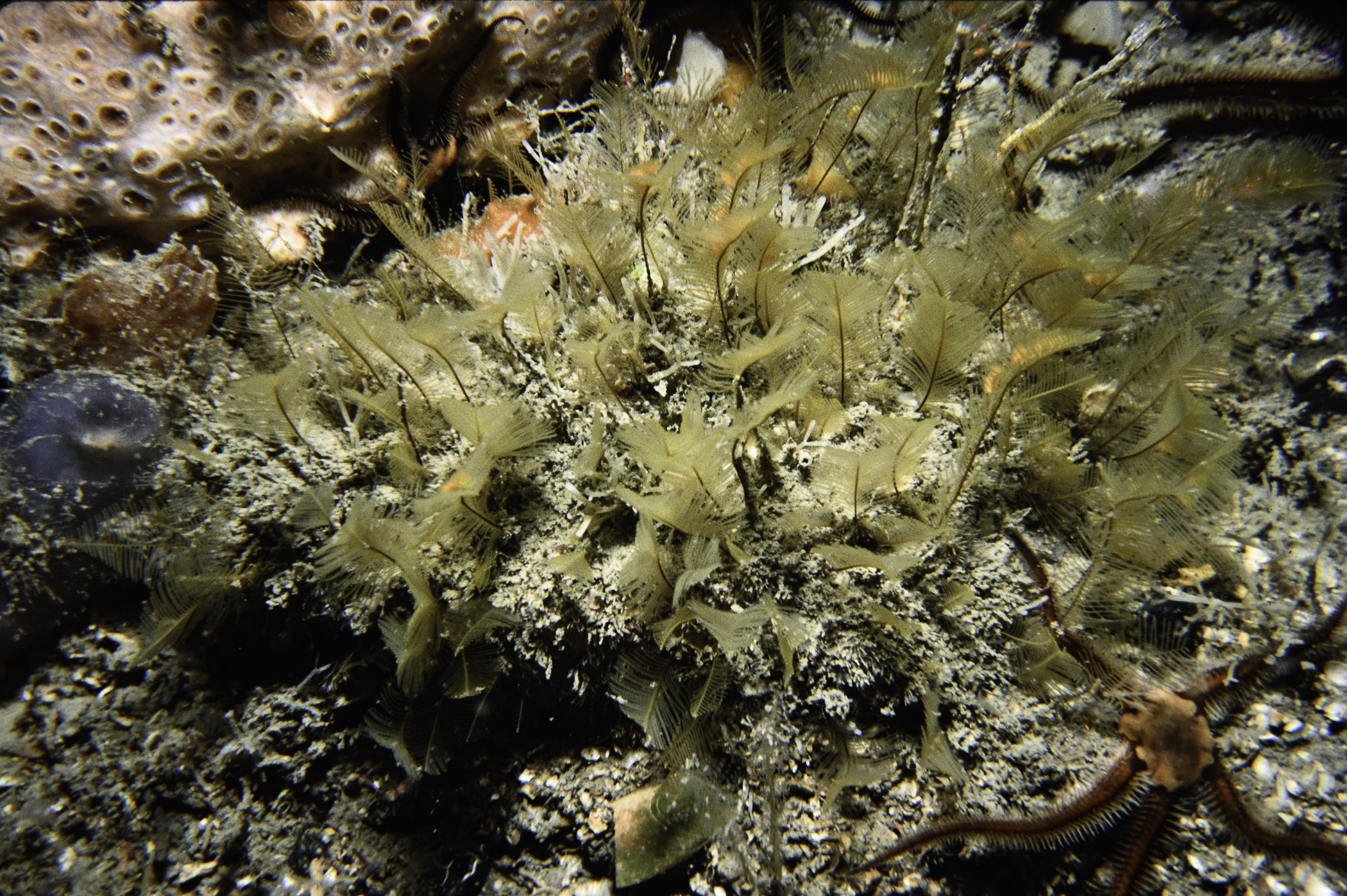 Hemimycale columella, Aglaophenia tubulifera, Ophiocomina nigra. Site: St.Drumnagreagh Port. 