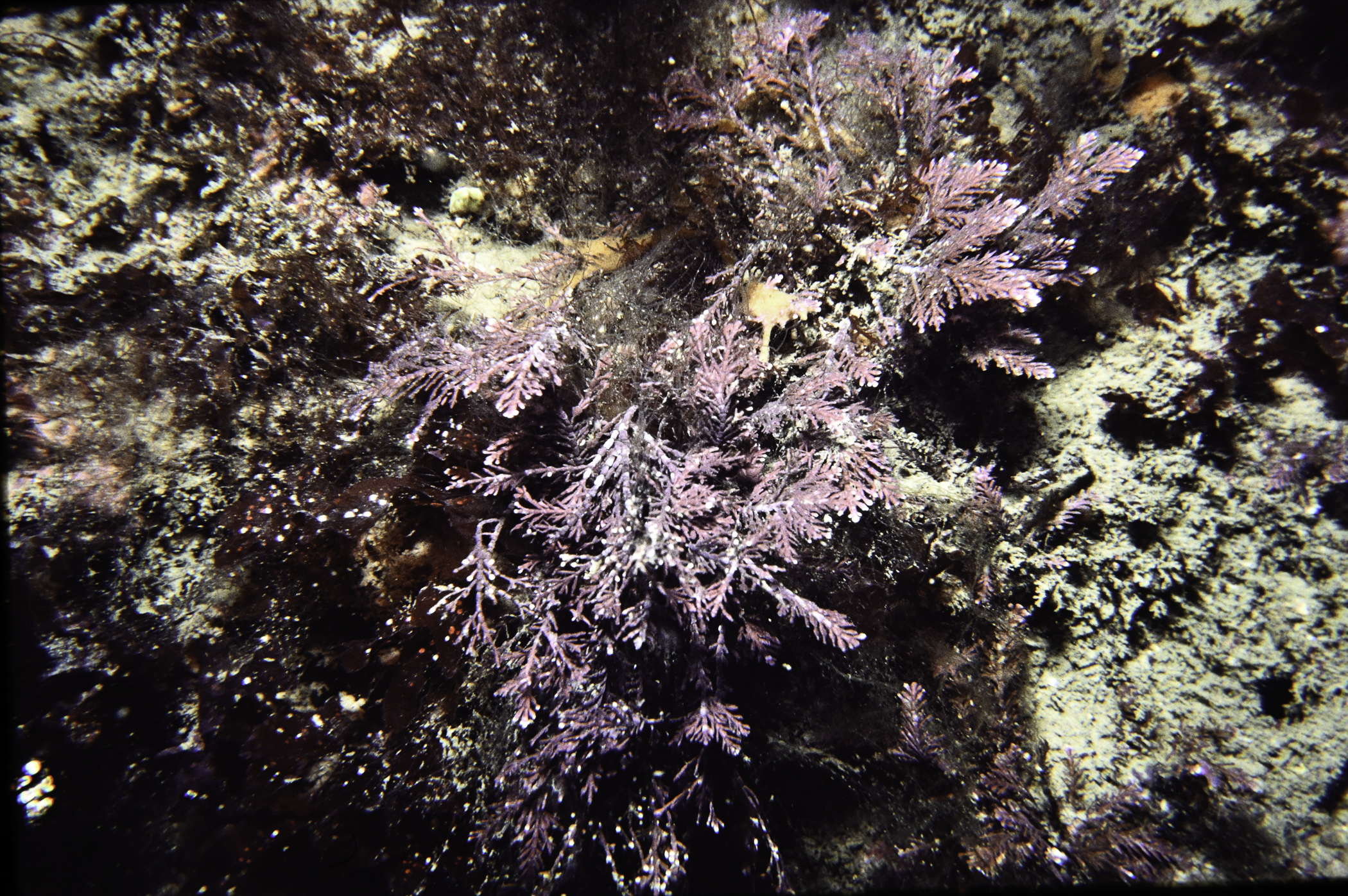 Corallina officinalis. Site: St.Drumnagreagh Port. 