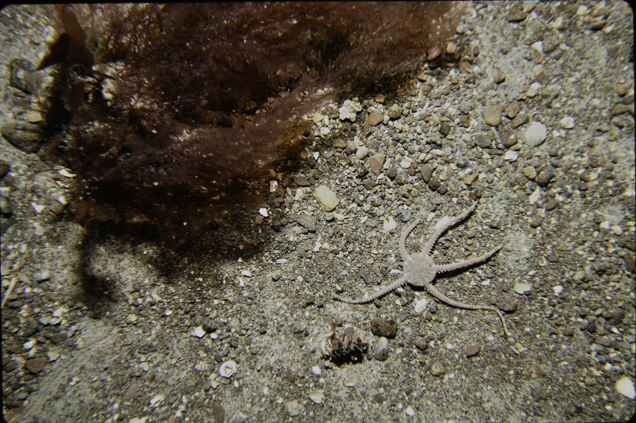 Ophiura albida. Site: N of Red Bay. 