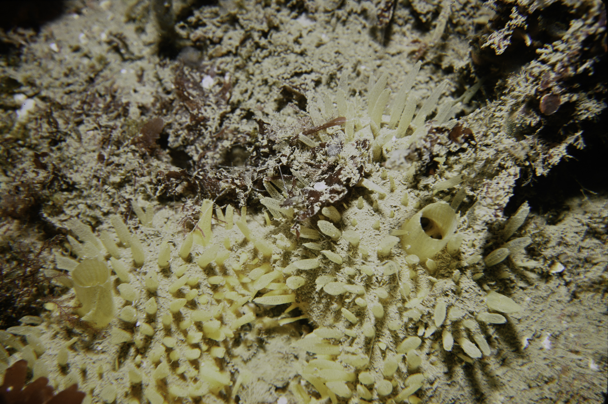 Polymastia penicillus. Site: N of Red Bay. 