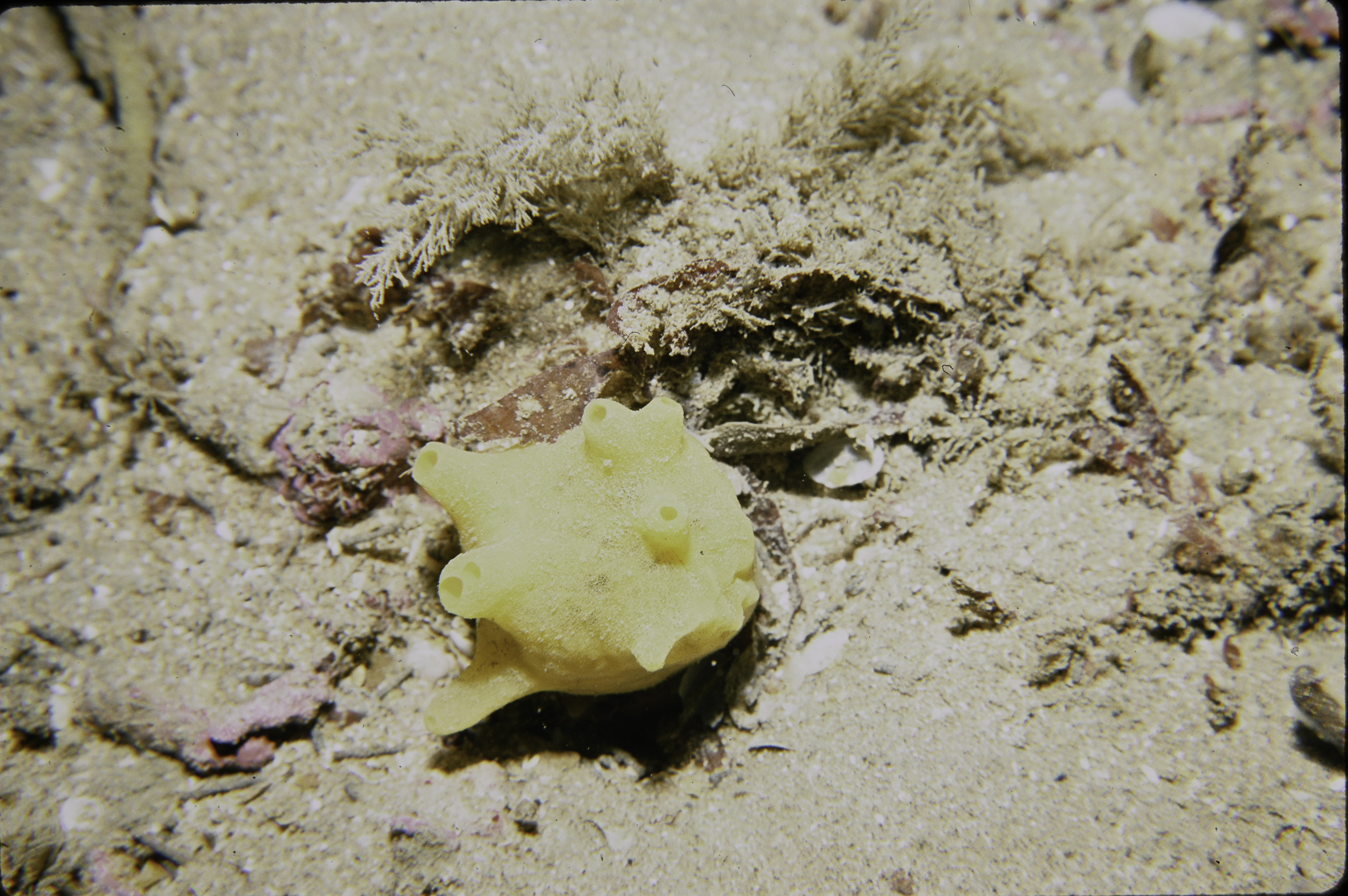 Polymastia boletiformis. Site: N of Red Bay. 