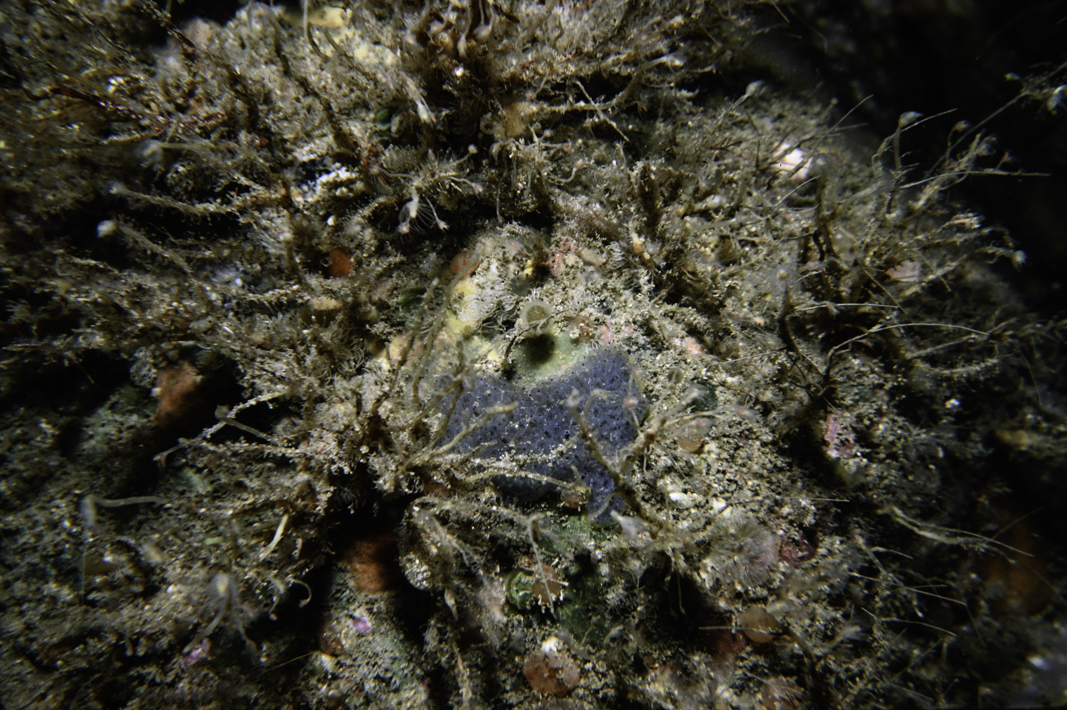 Tubularia indivisa, Botryllus sp.. Site: Torr Head. 