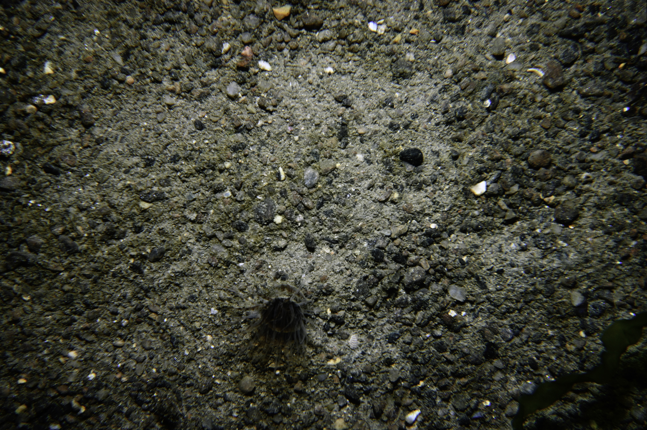 Synarachnactis lloydii. Site: Loughan Bay. 