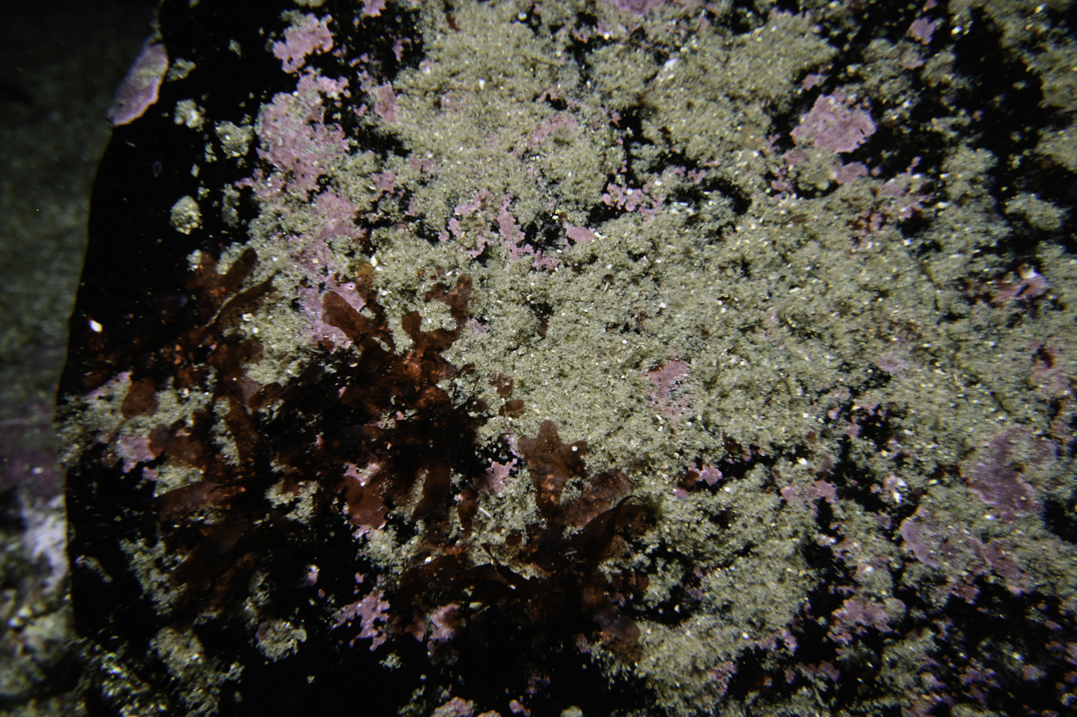 Acrosorium venulosum. Site: Loughan Bay. 