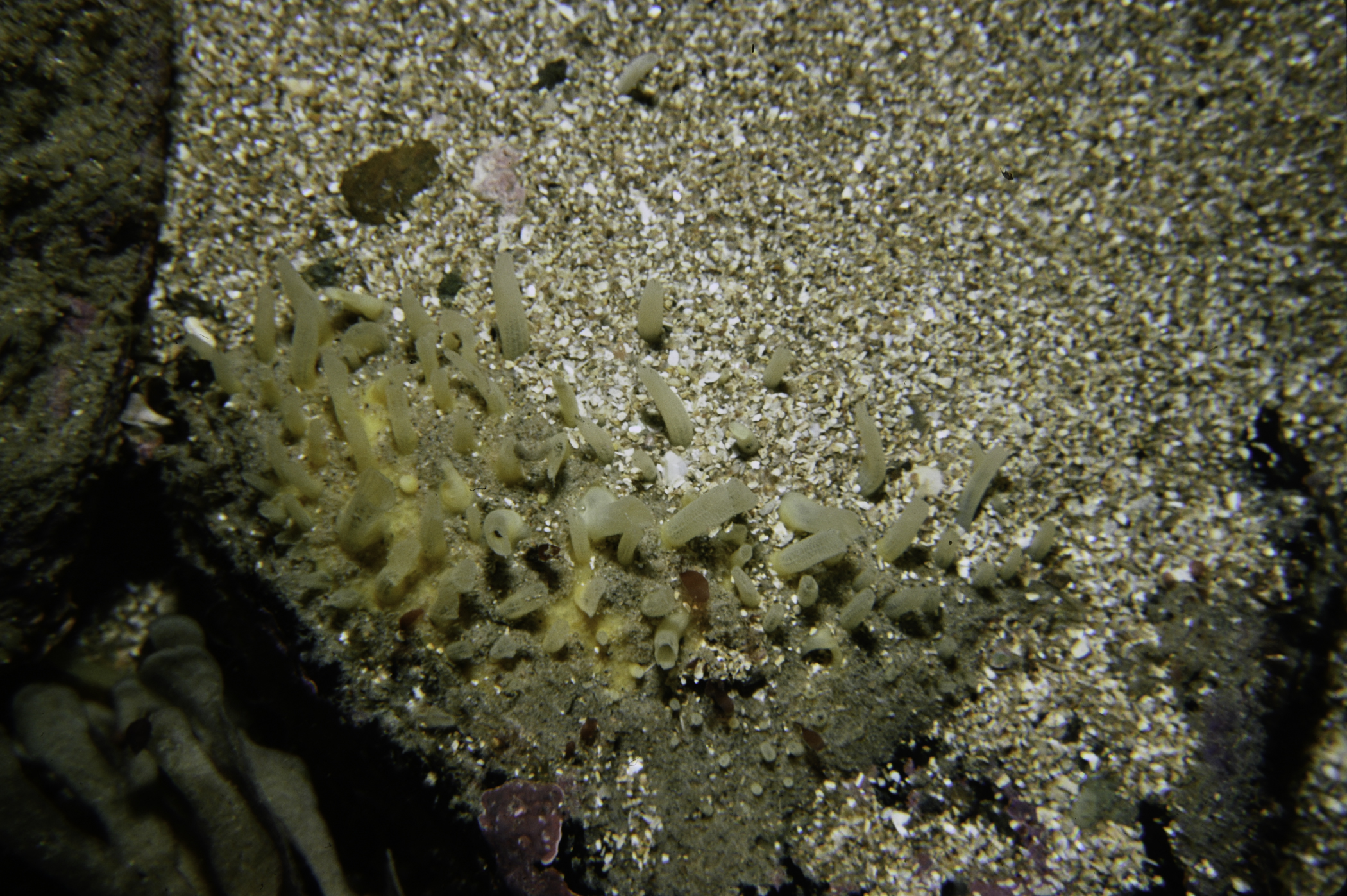 Polymastia penicillus. Site: Loughan Bay. 