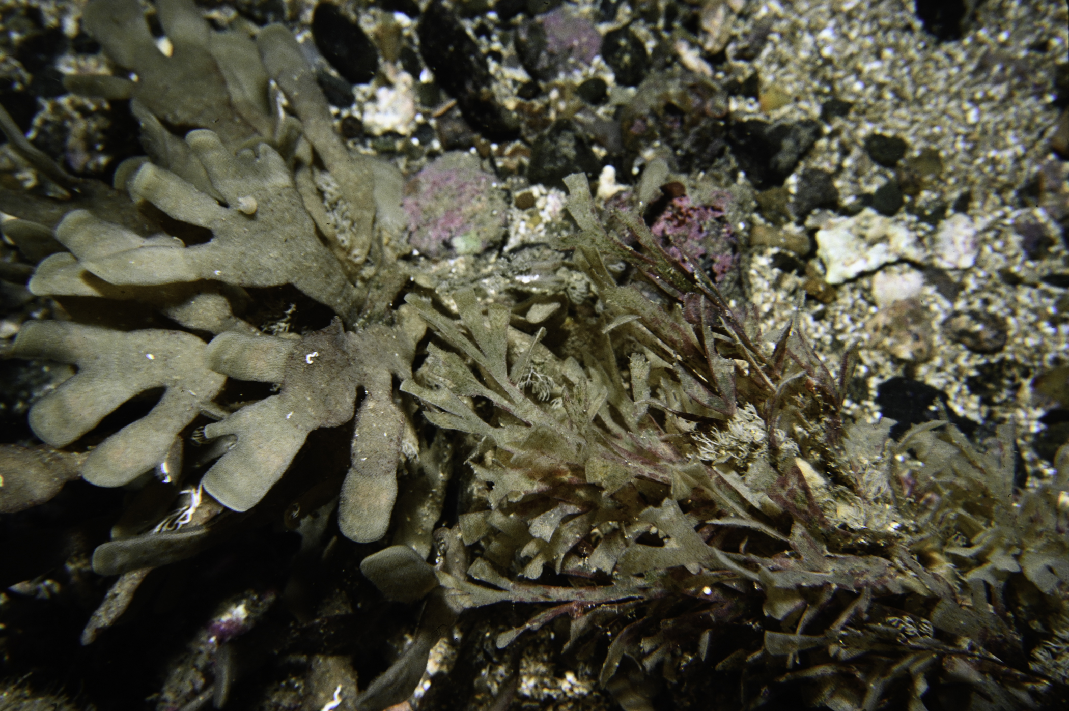 Flustra foliacea, Securiflustra securifrons. Site: Loughan Bay. 