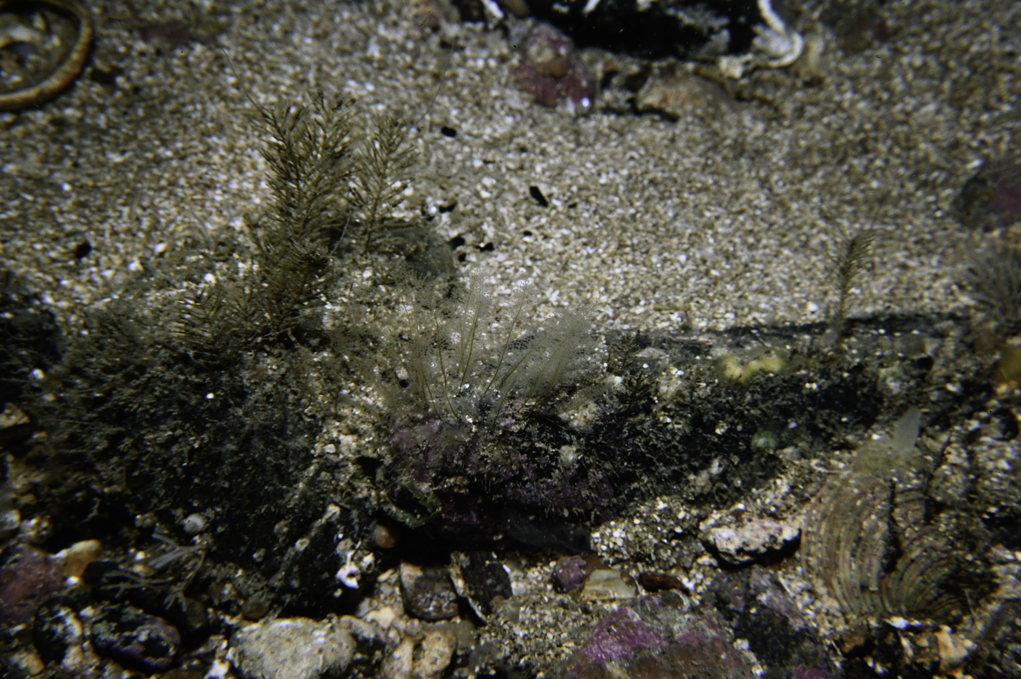 Plumularia setacea, Sertularia argentea. Site: Loughan Bay. 