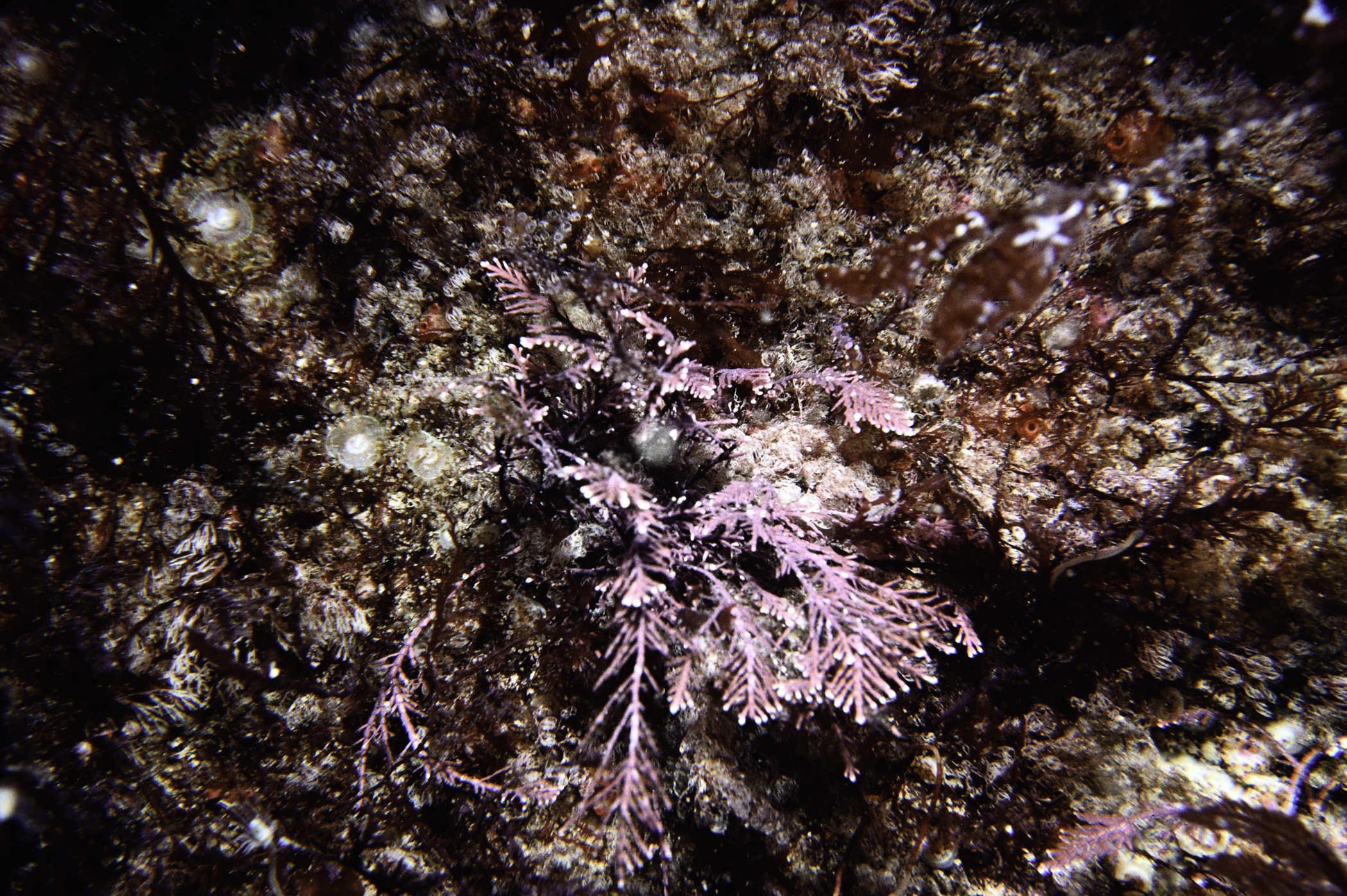 Corallina officinalis. Site: Torr Head. 