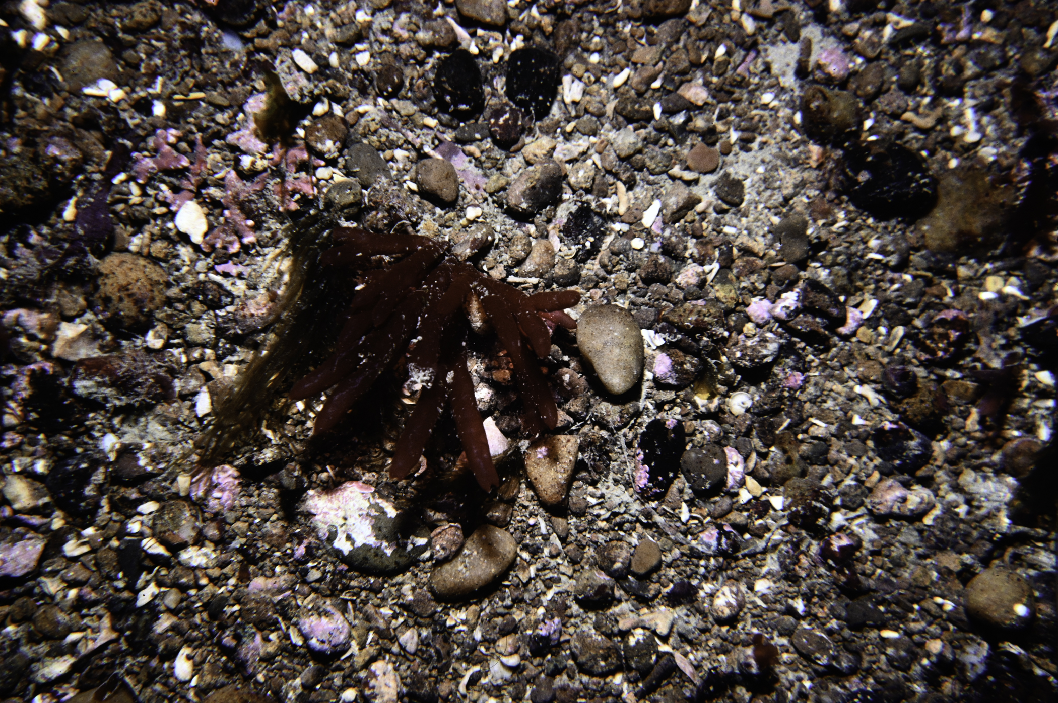Scinaia interrupta, Lithophyllum crouanii. Site: Cushendun Bay. 