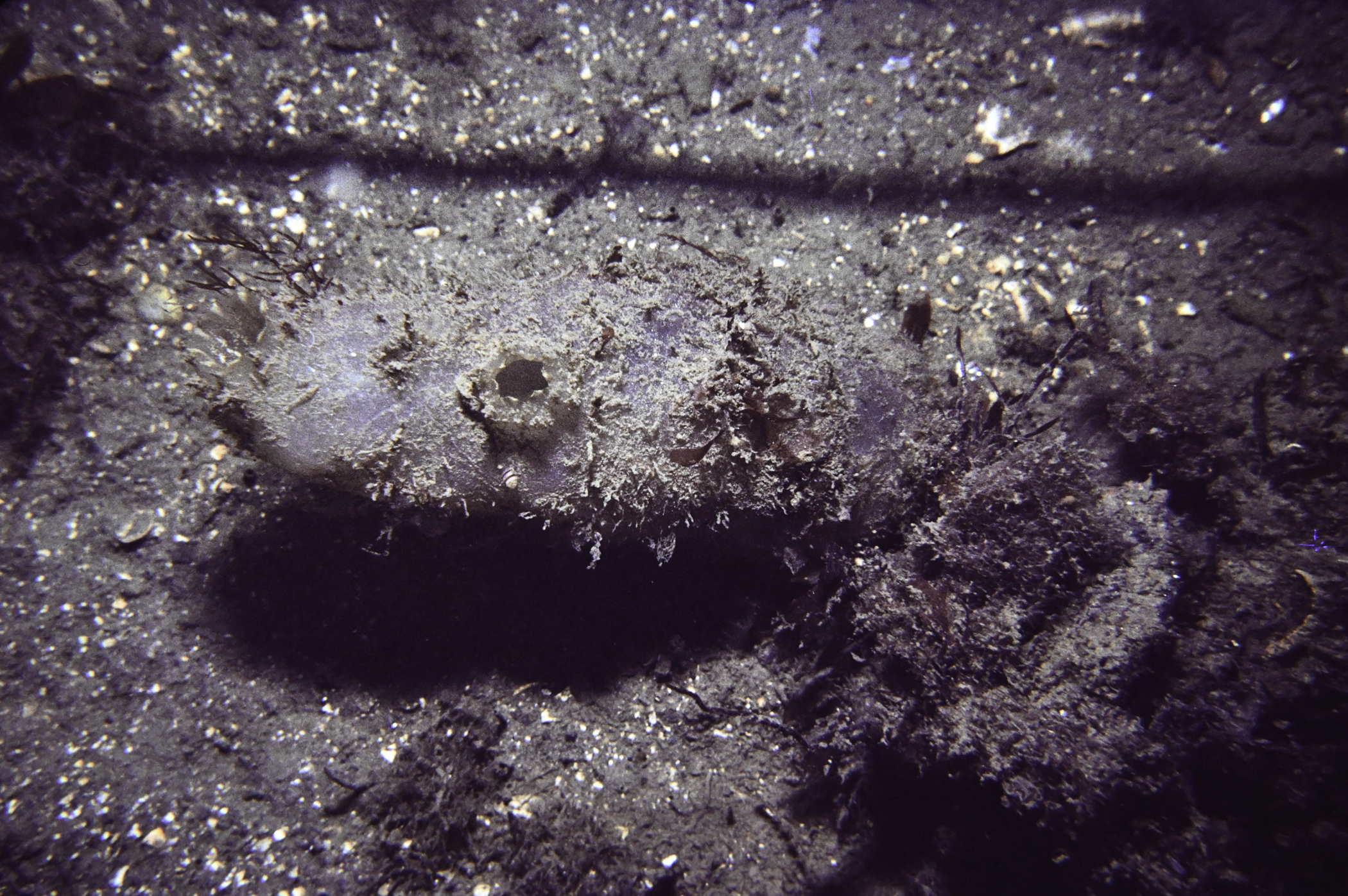 Ascidia mentula. Site: Pawle Is, Strangford Lough. 