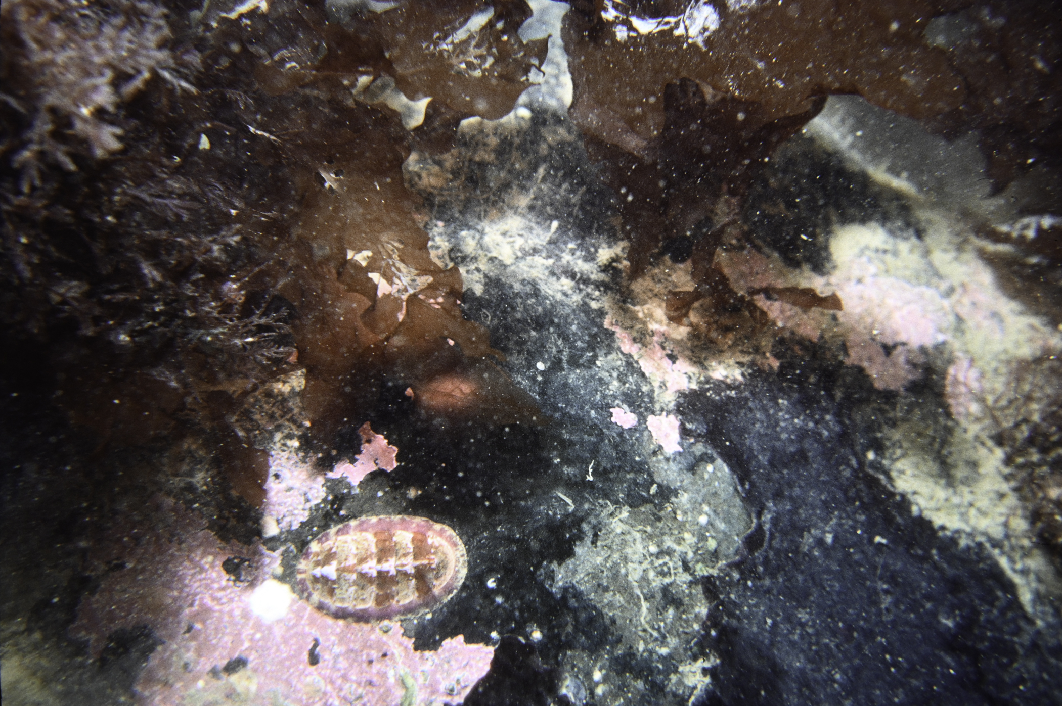 Tonicella marmorea, Delesseria sanguinea. Site: Whitehead, Belfast Lough. 