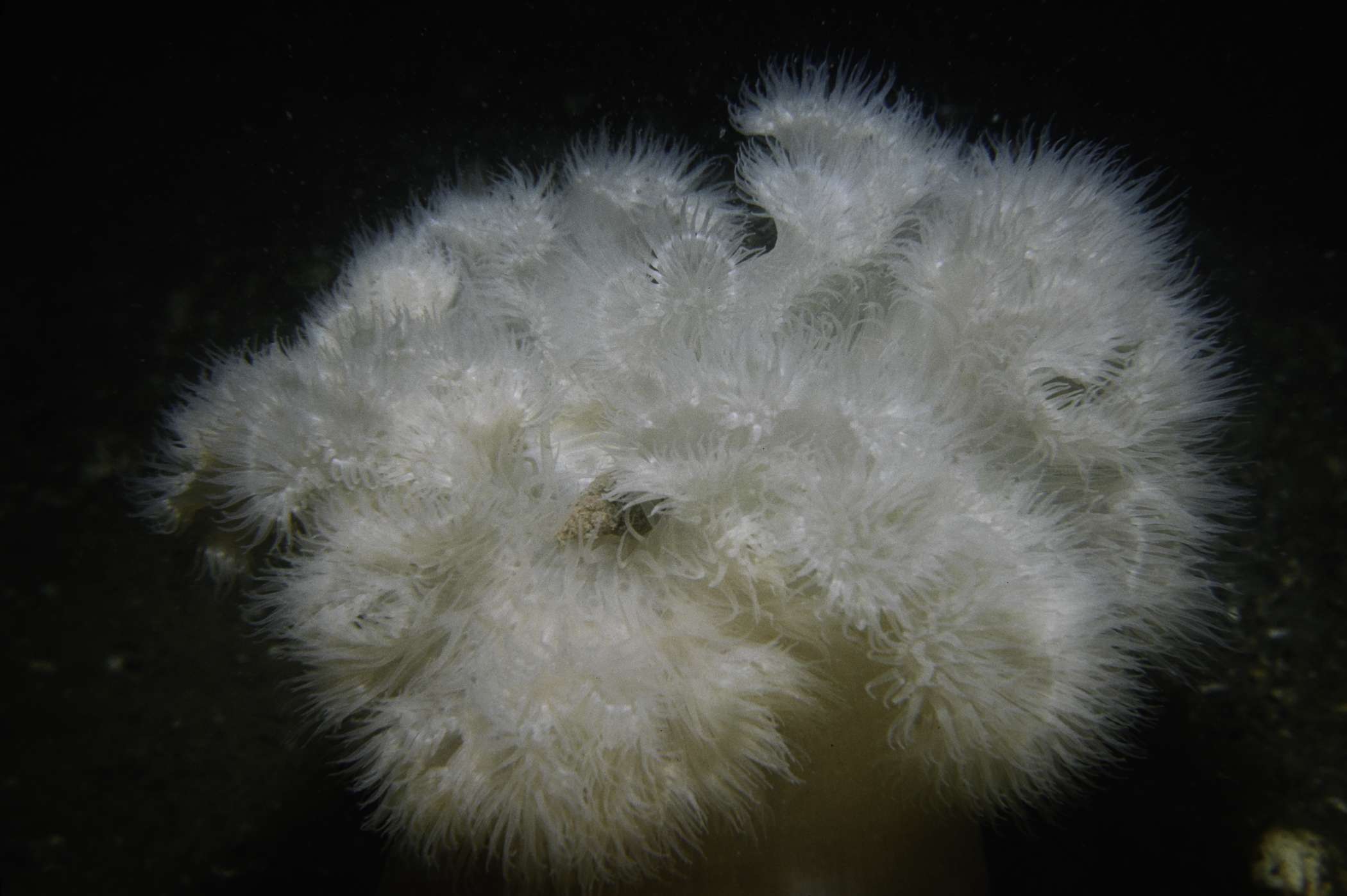 Metridium senile. Site: S of Kilroot Point, Belfast Lough. 