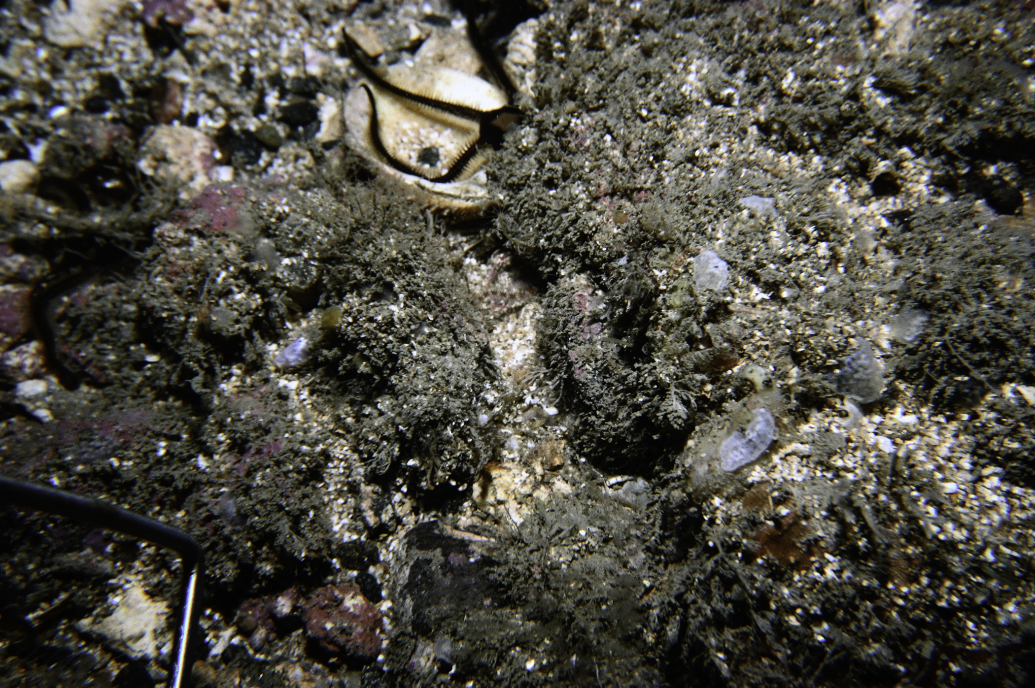 Ophiocomina nigra. Site: Runabay Head, Cushendun. 