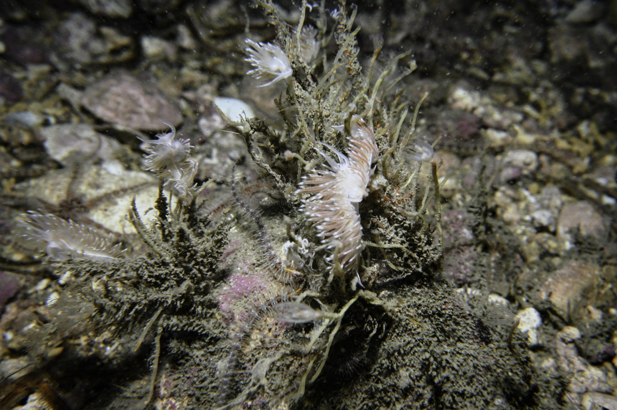 Tubularia indivisa, Coryphella lineata. Site: Cushendun Bay. 