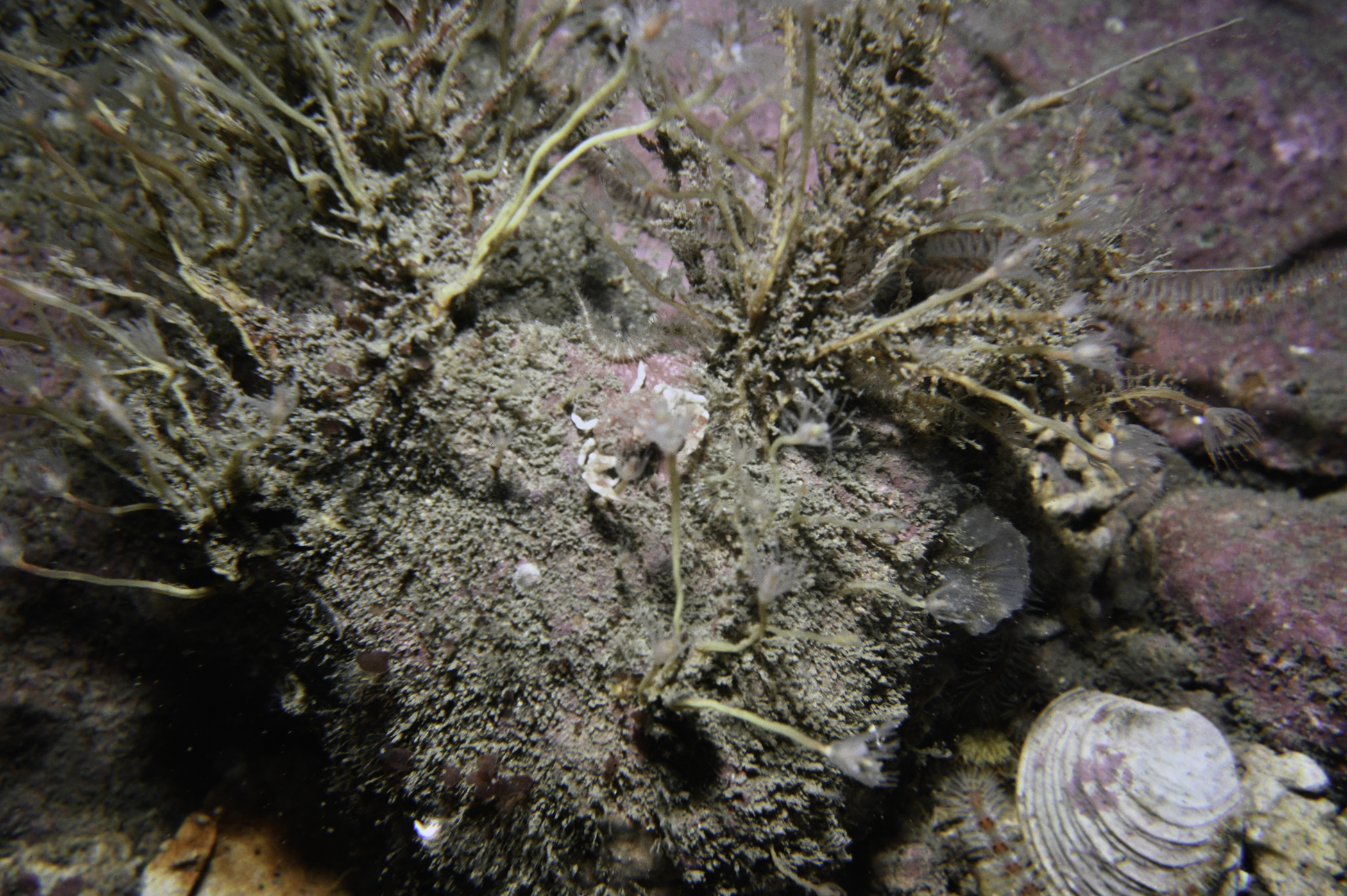 Tubularia indivisa, Ebalia tuberosa. Site: Cushendun Bay. 
