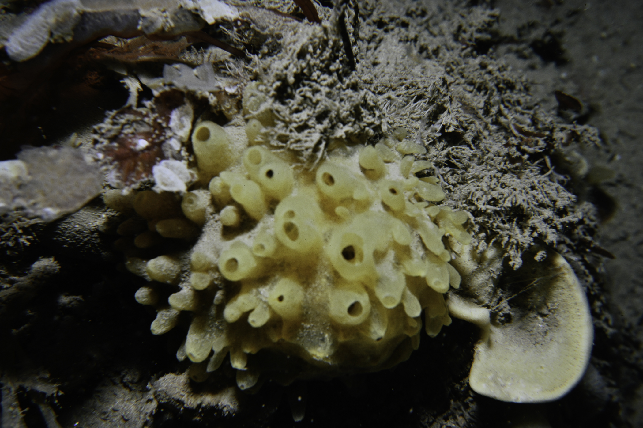 Polymastia boletiformis, Axinella infundibuliformis. Site: Red Bay. 