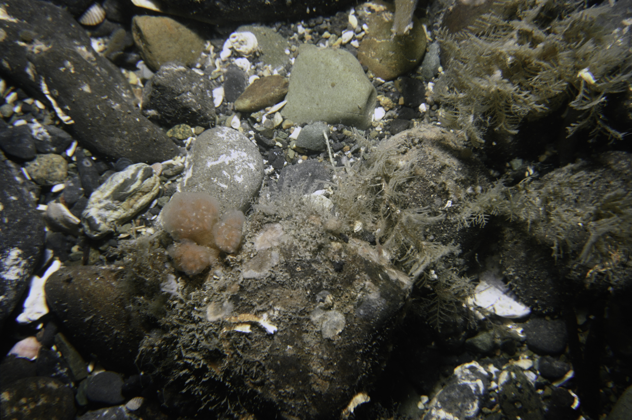 Hydrallmania falcata, Aplidium punctum. Site: SE of Vidal Rock, Carlingford Lough. 