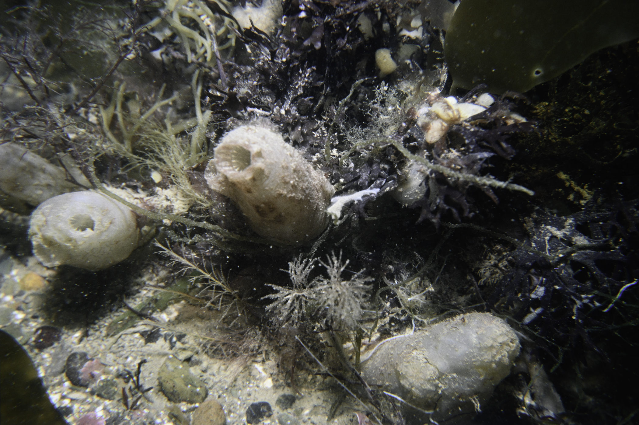 Ascidiella aspersa. Site: S of Vidal Rock, Carlingford Lough. 