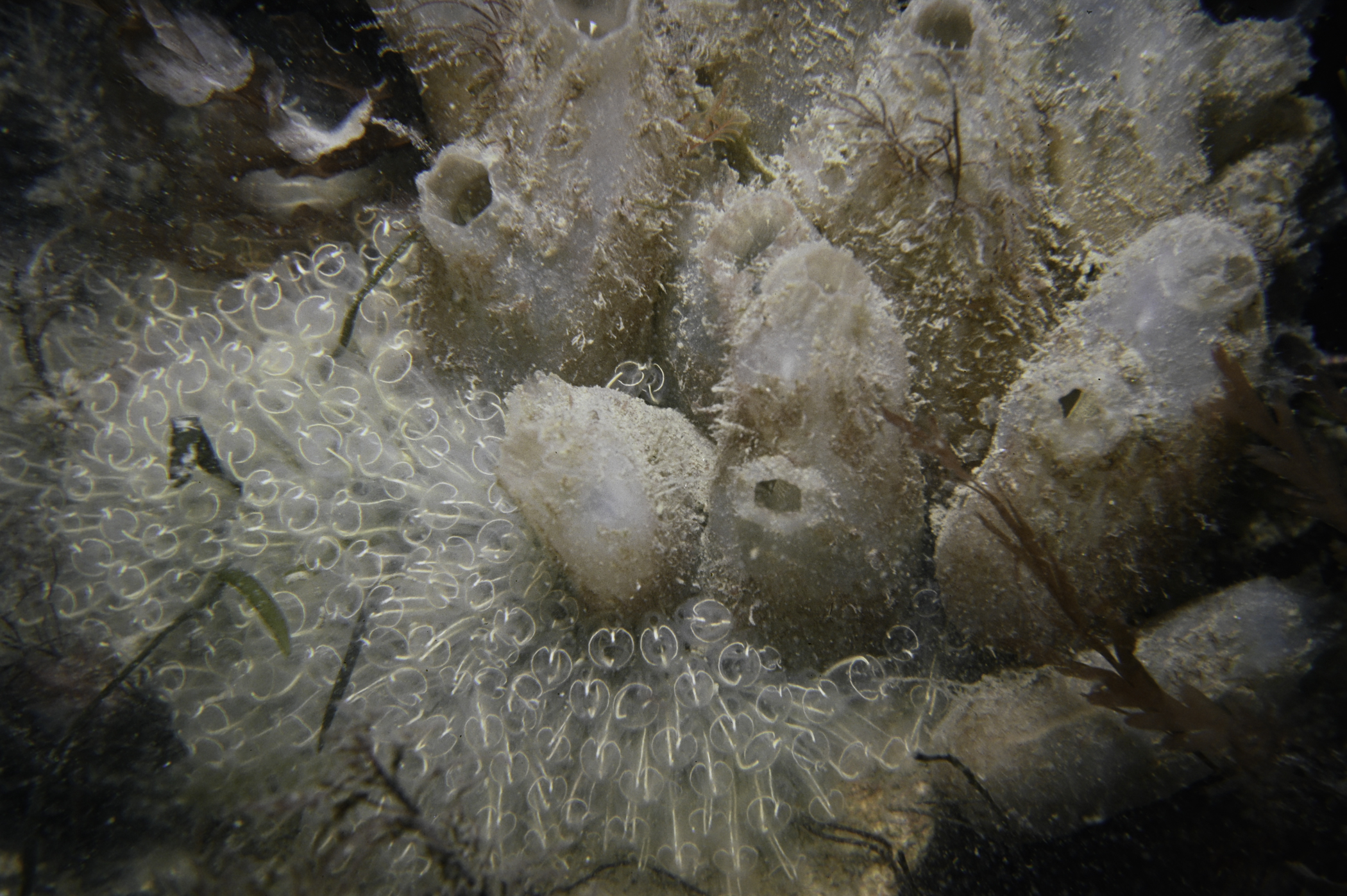 Ascidiella aspersa, Clavelina lepadiformis. Site: S of Vidal Rock, Carlingford Lough. 