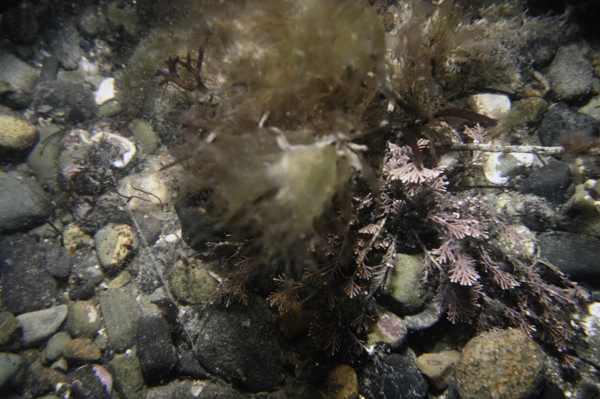 Corallina officinalis. Site: S of Vidal Rock, Carlingford Lough. 