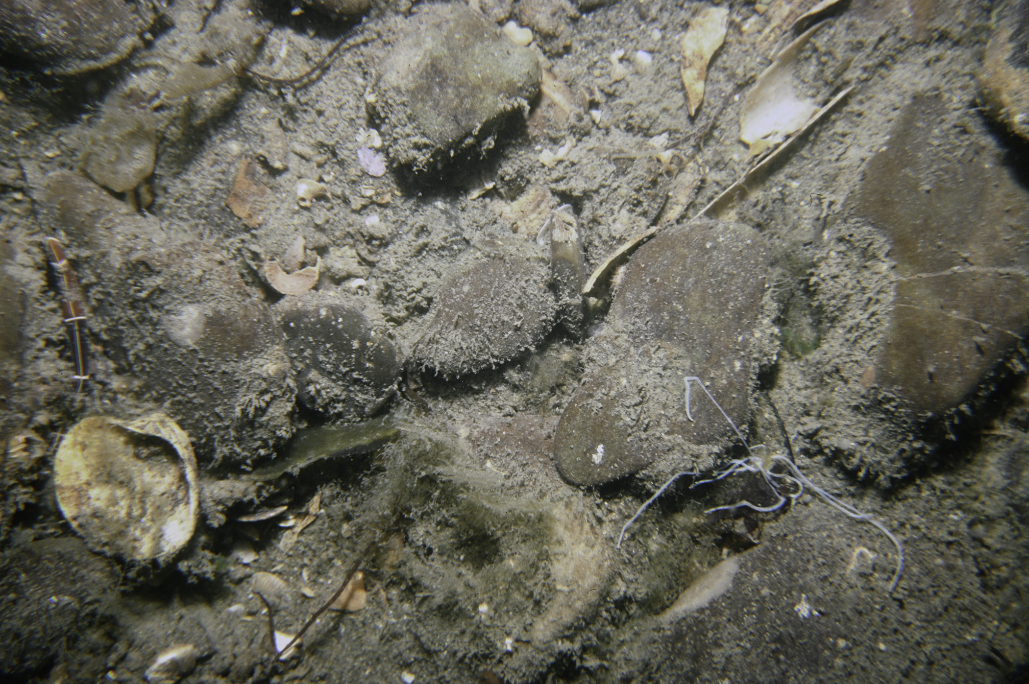 Tubulanus annulatus, Amphitrite sp.. Site: E of Greenore Point, Carlingford Lough. 