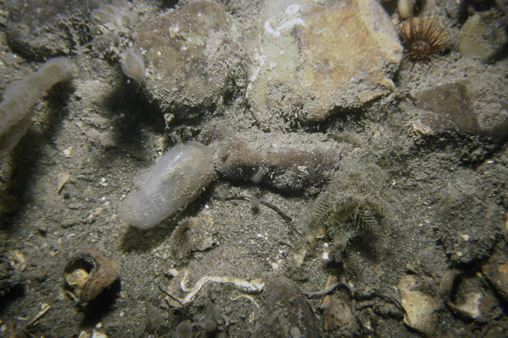 Synarachnactis lloydii, Hydrallmania falcata, Ascidiella scabra. Site: E of Greenore Point, Carlingford Lough. 