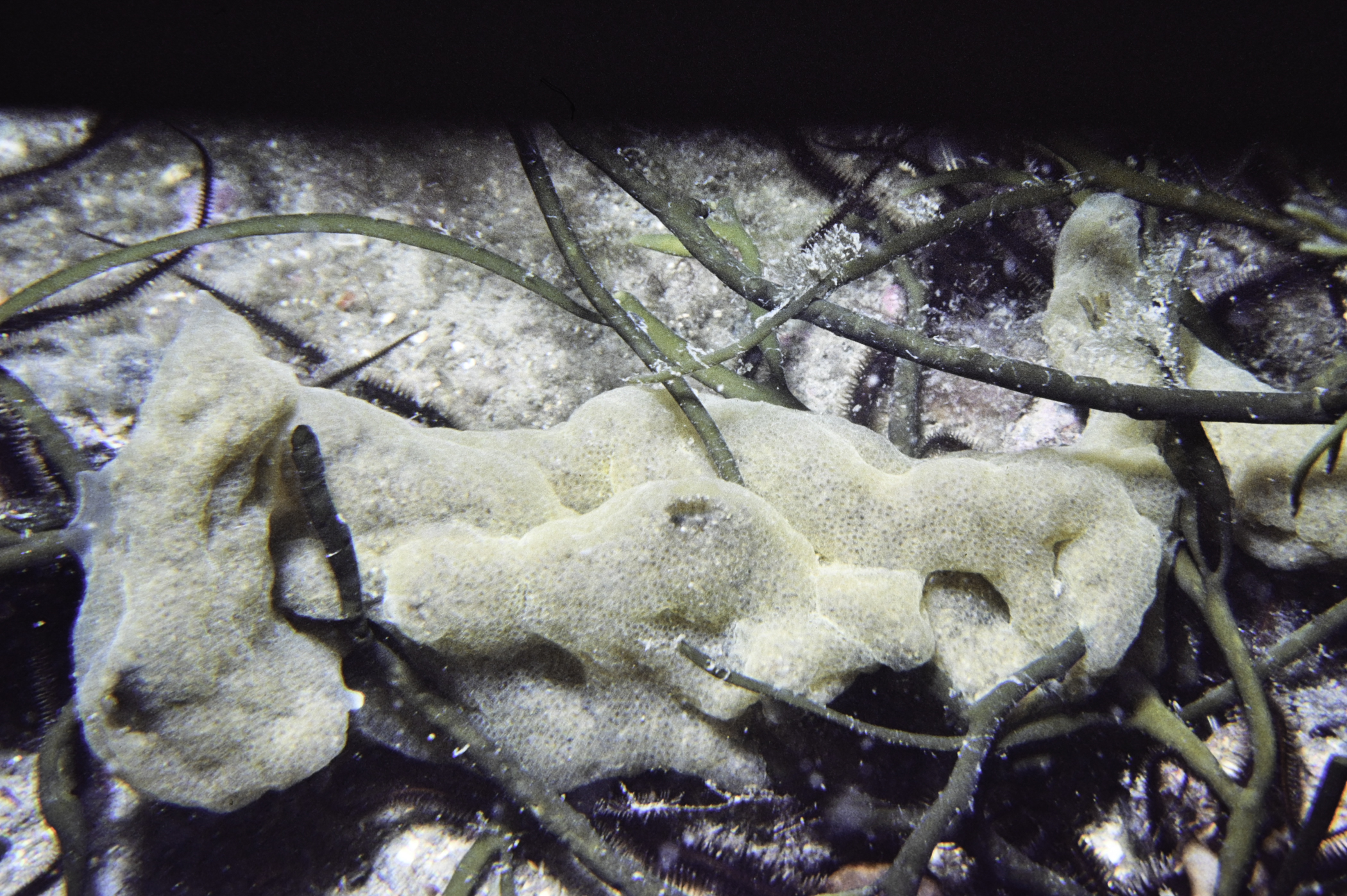 Diplosoma listerianum, Halidrys siliquosa. Site: S Green Island, Carlingford Lough. 