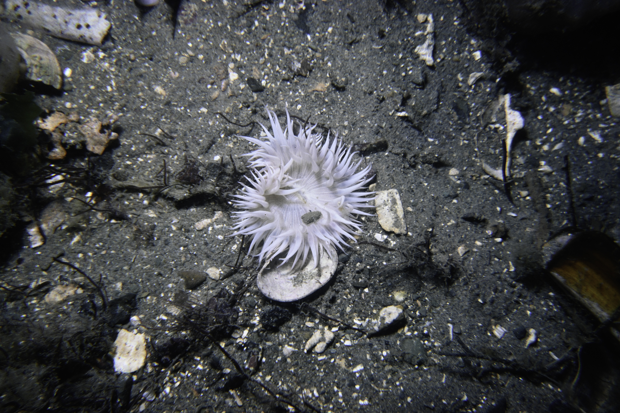 Cylista elegans. Site: W of Watson Rocks, Carlingford Lough. 