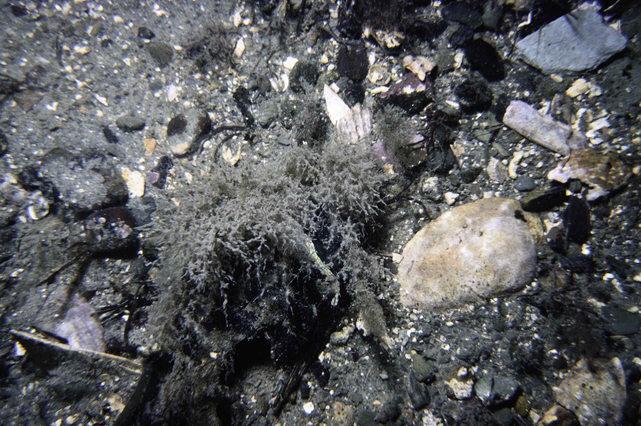 Amathia sp.. Site: W of Watson Rocks, Carlingford Lough. 