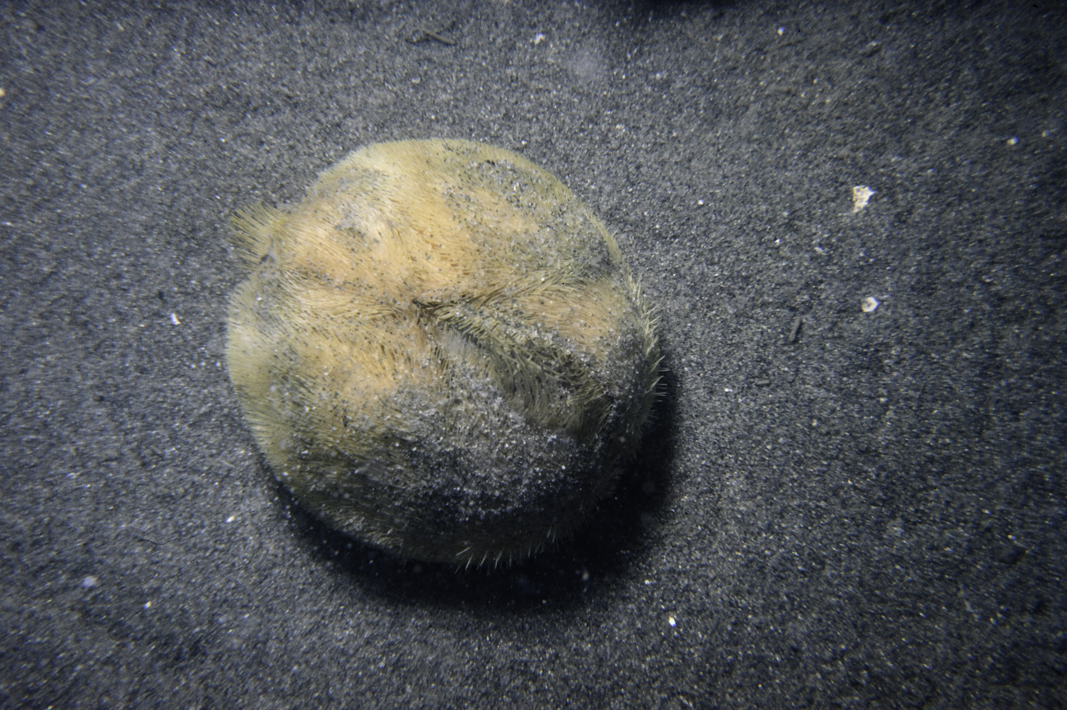 Echinocardium cordatum. Site: NW Buoy No 11a, Carlingford Lough. 