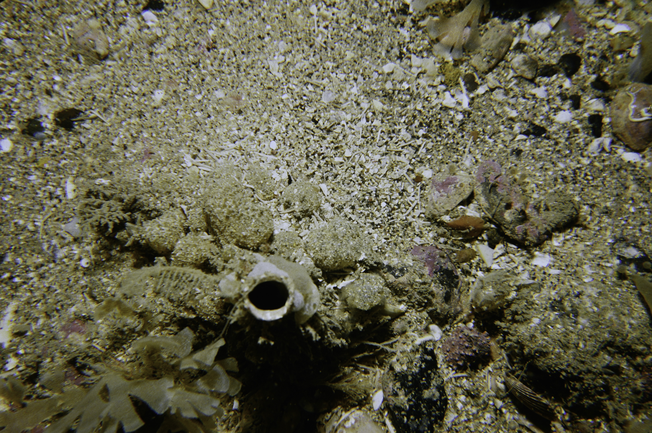 Chaetopterus variopedatus. Site: SE of Kinbane Head, Ballycastle. 