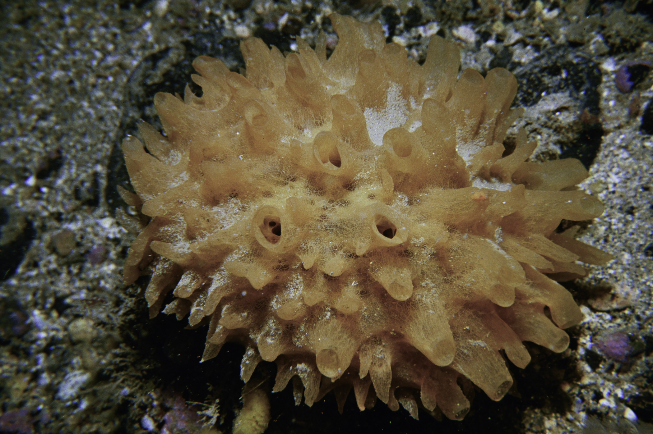 Polymastia boletiformis. Site: SE of Kinbane Head, Ballycastle. 