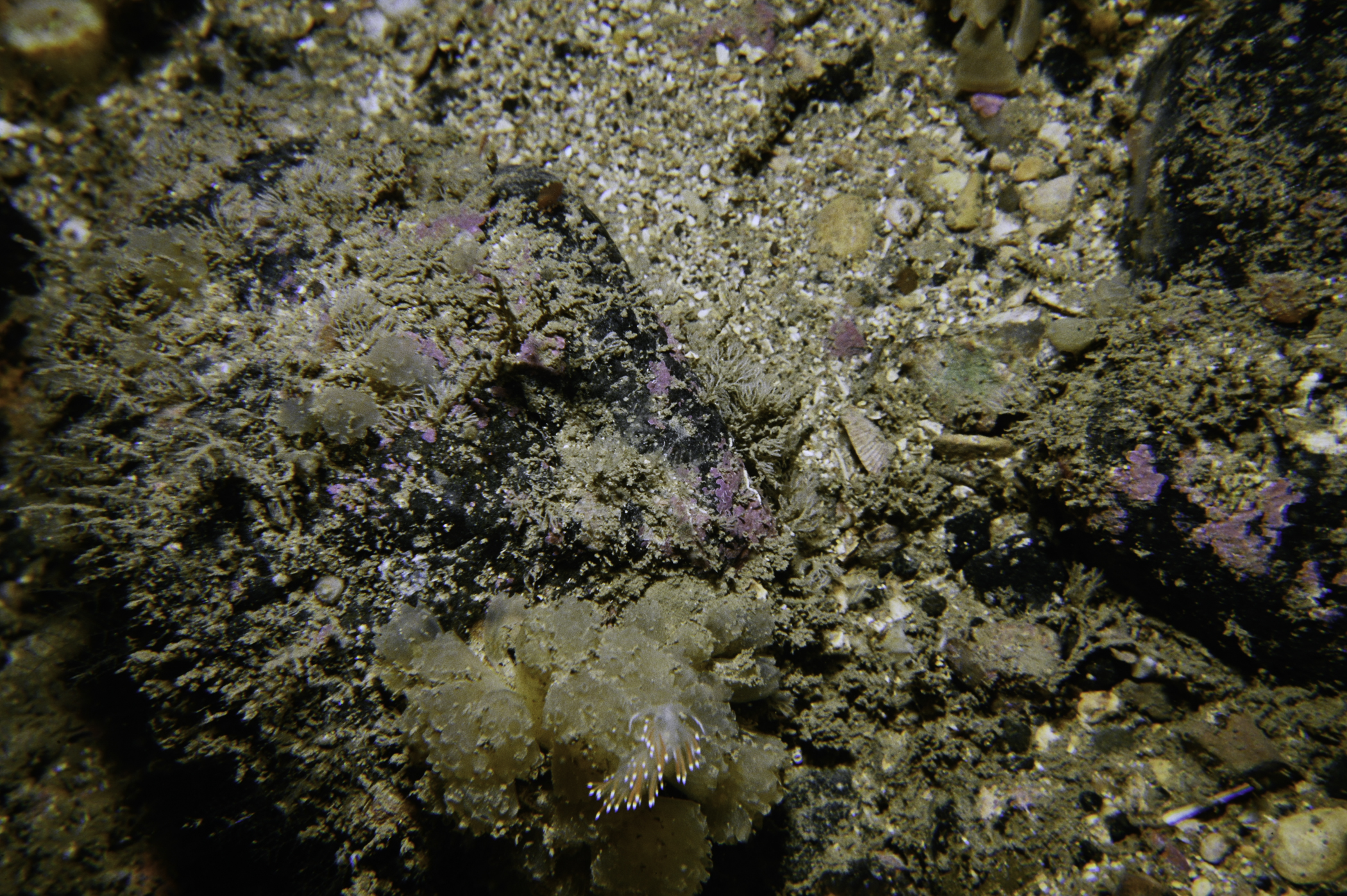 Coryphella browni, Synoicum pulmonaria. Site: SE of Kinbane Head, Ballycastle. 