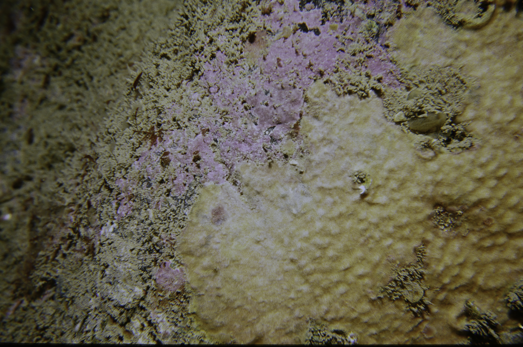 Parasmittina trispinosa. Site: Ballycastle Bay. 