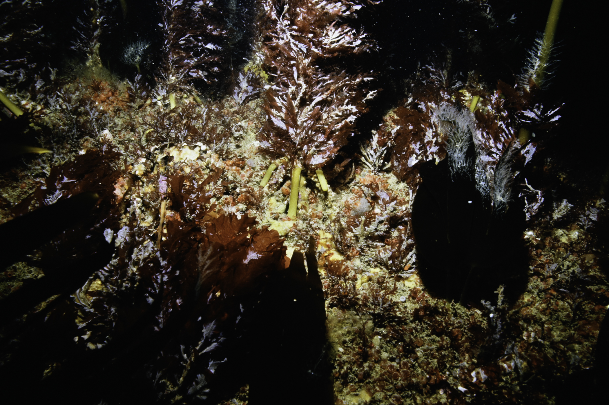 Dendrodoa grossularia, Laminaria hyperborea. Site: N Black Rock, Skerries, Portrush. 