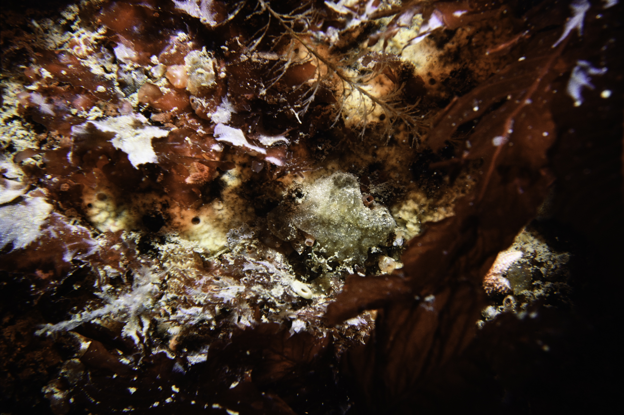 Myxilla incrustans, Delesseria sanguinea. Site: N Black Rock, Skerries, Portrush. 