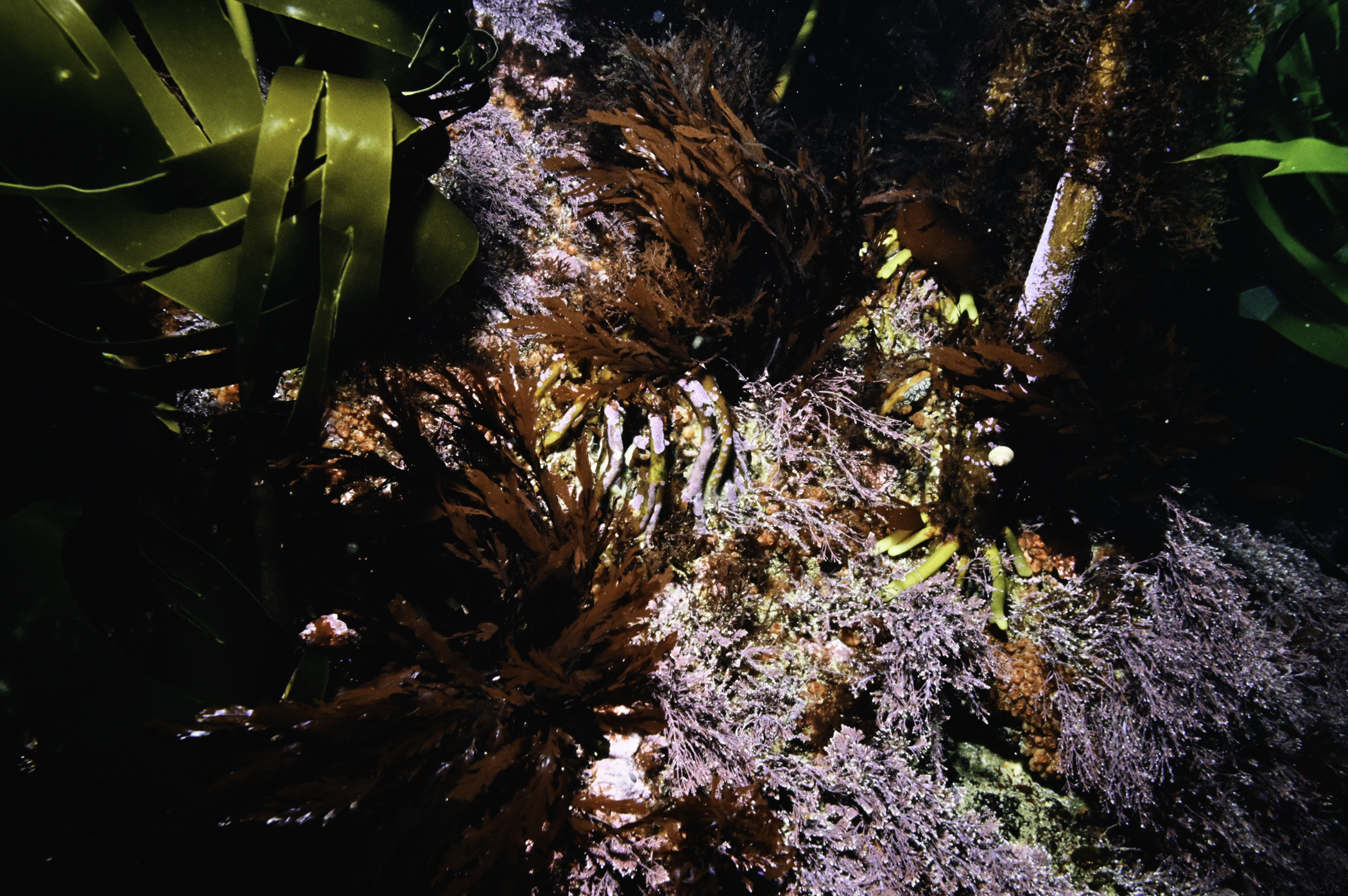 Corallina officinalis, Odonthalia dentata. Site: Benbane Head. 