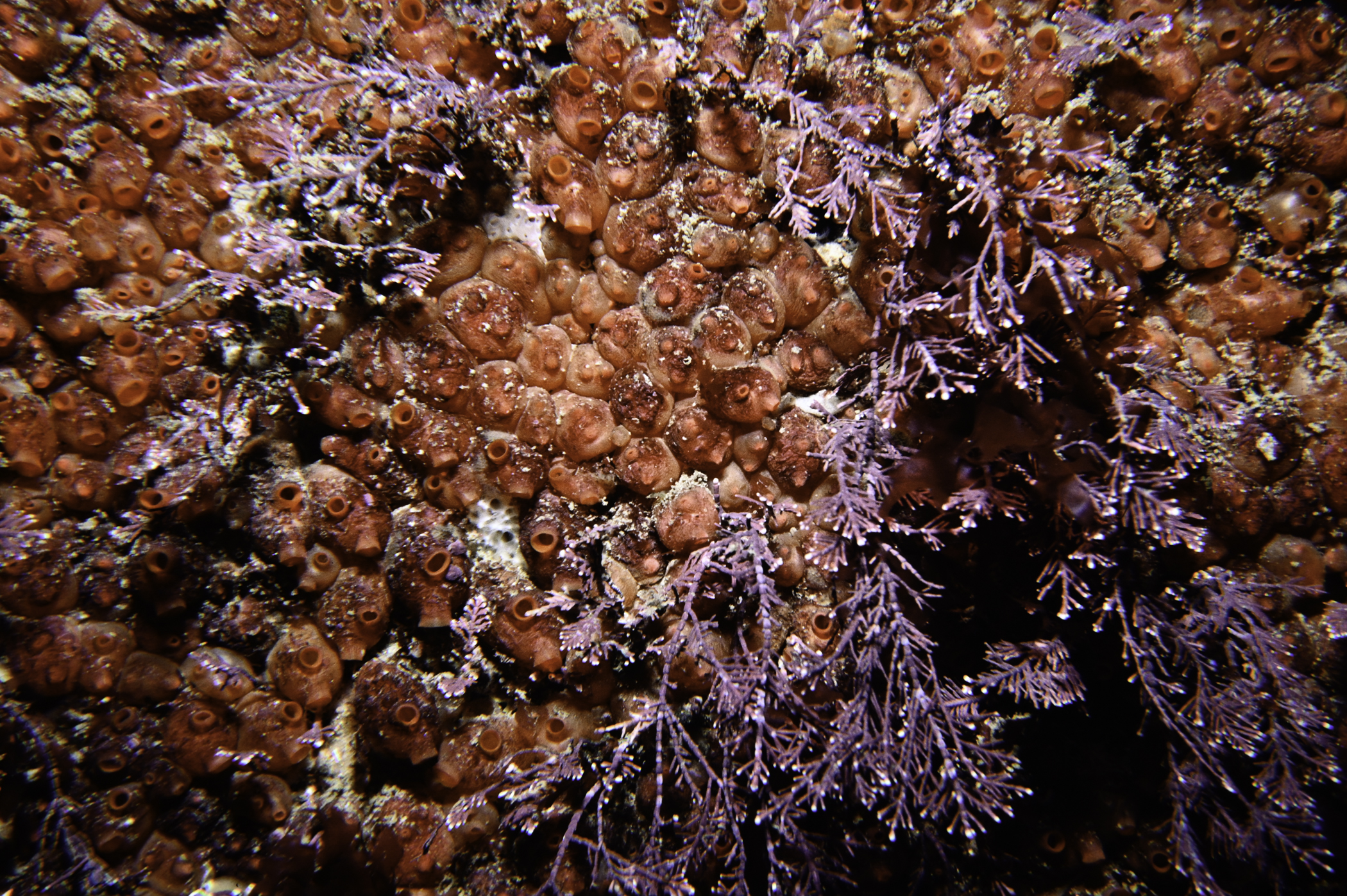 Dendrodoa grossularia, Corallina officinalis. Site: Benbane Head. 