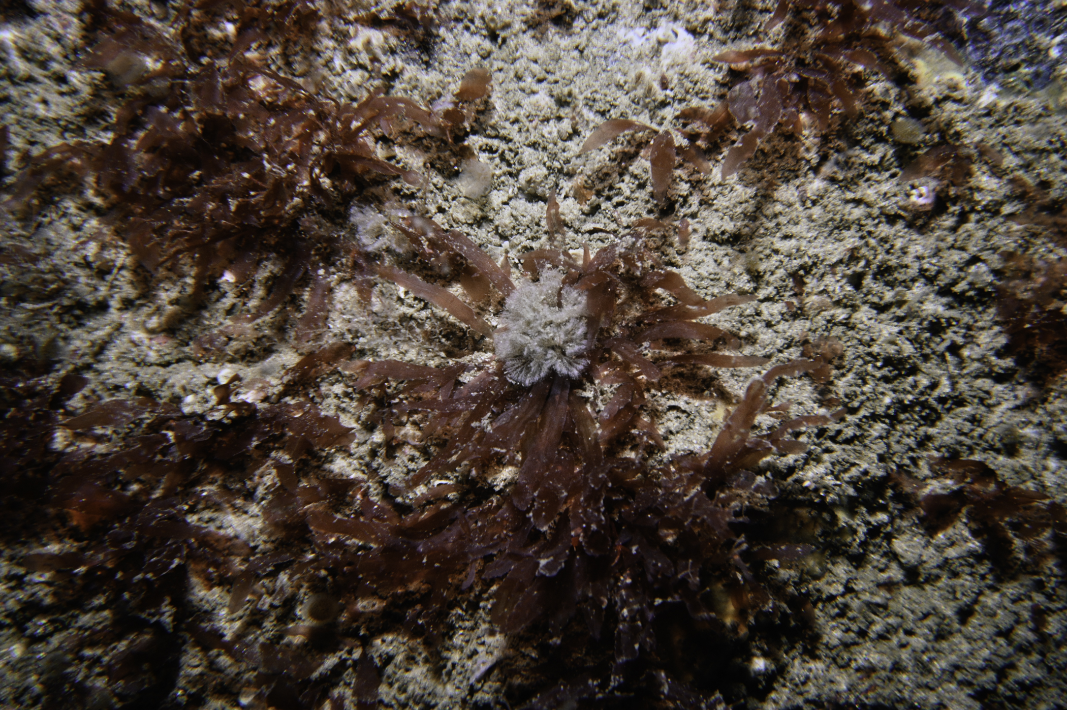 Bicellariella ciliata, Hypoglossum hypoglossoides. Site: Runkerry Point, Portrush. 
