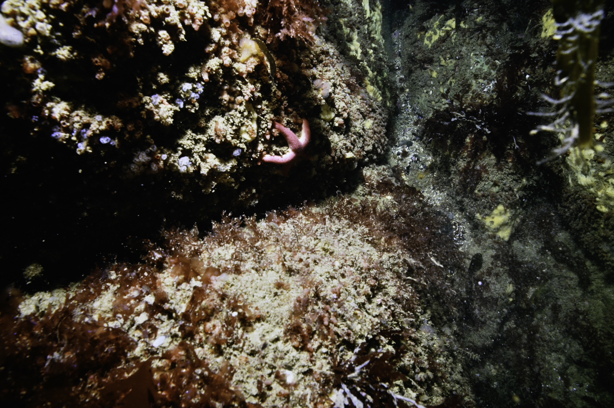 Henricia oculata. Site: NW Portstewart Point. 