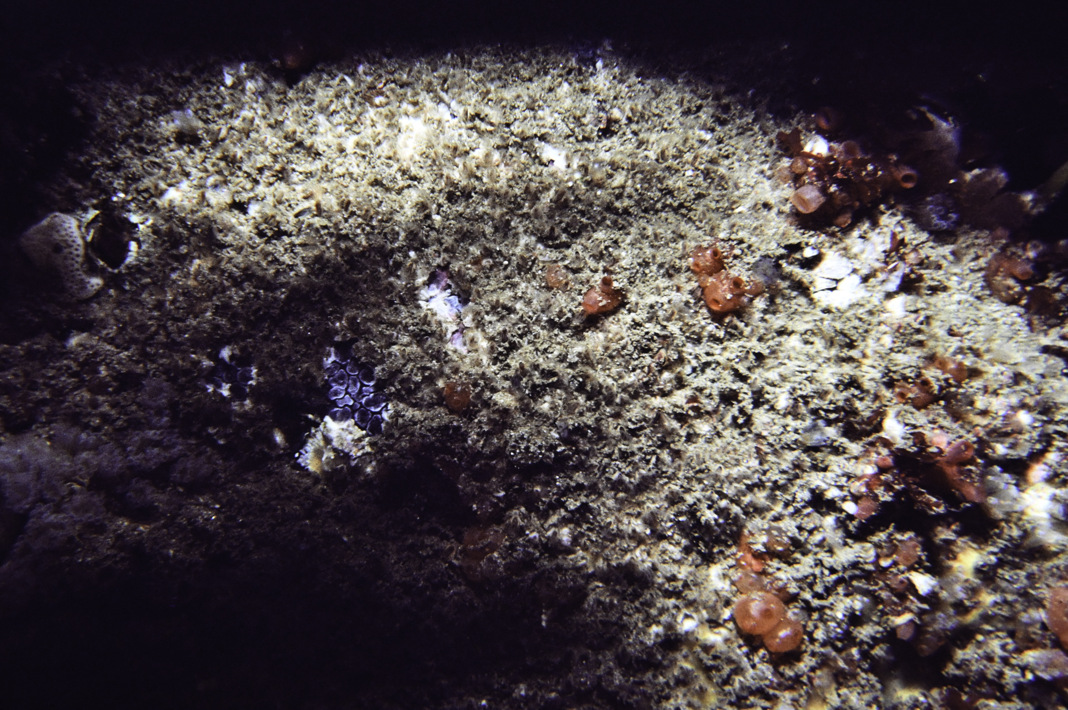 Dendrodoa grossularia. Site: NW Portstewart Point. 