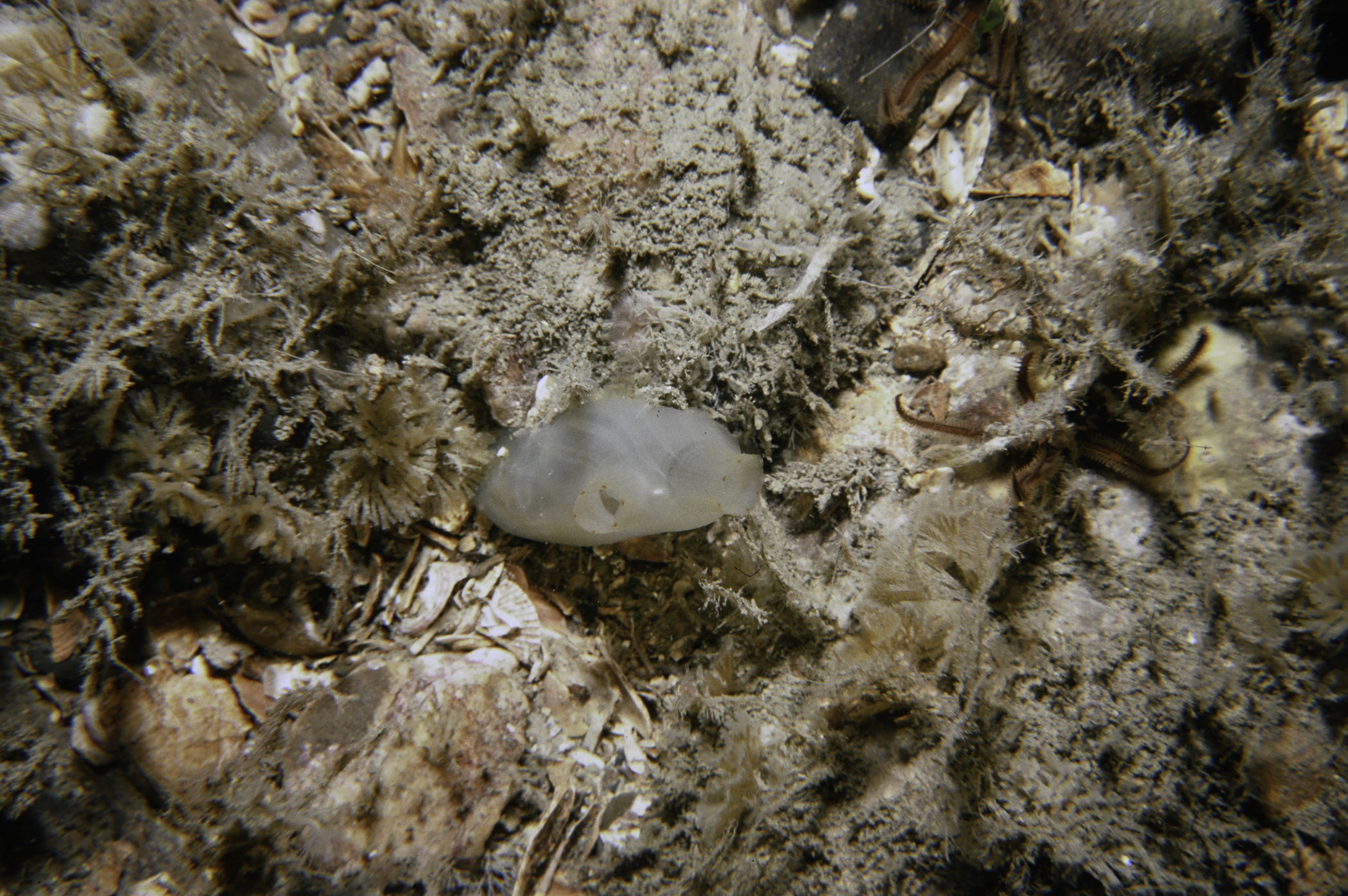 Bugulina flabellata, Ciona intestinalis. Site: NE Mew Island, Copeland Islands. 
