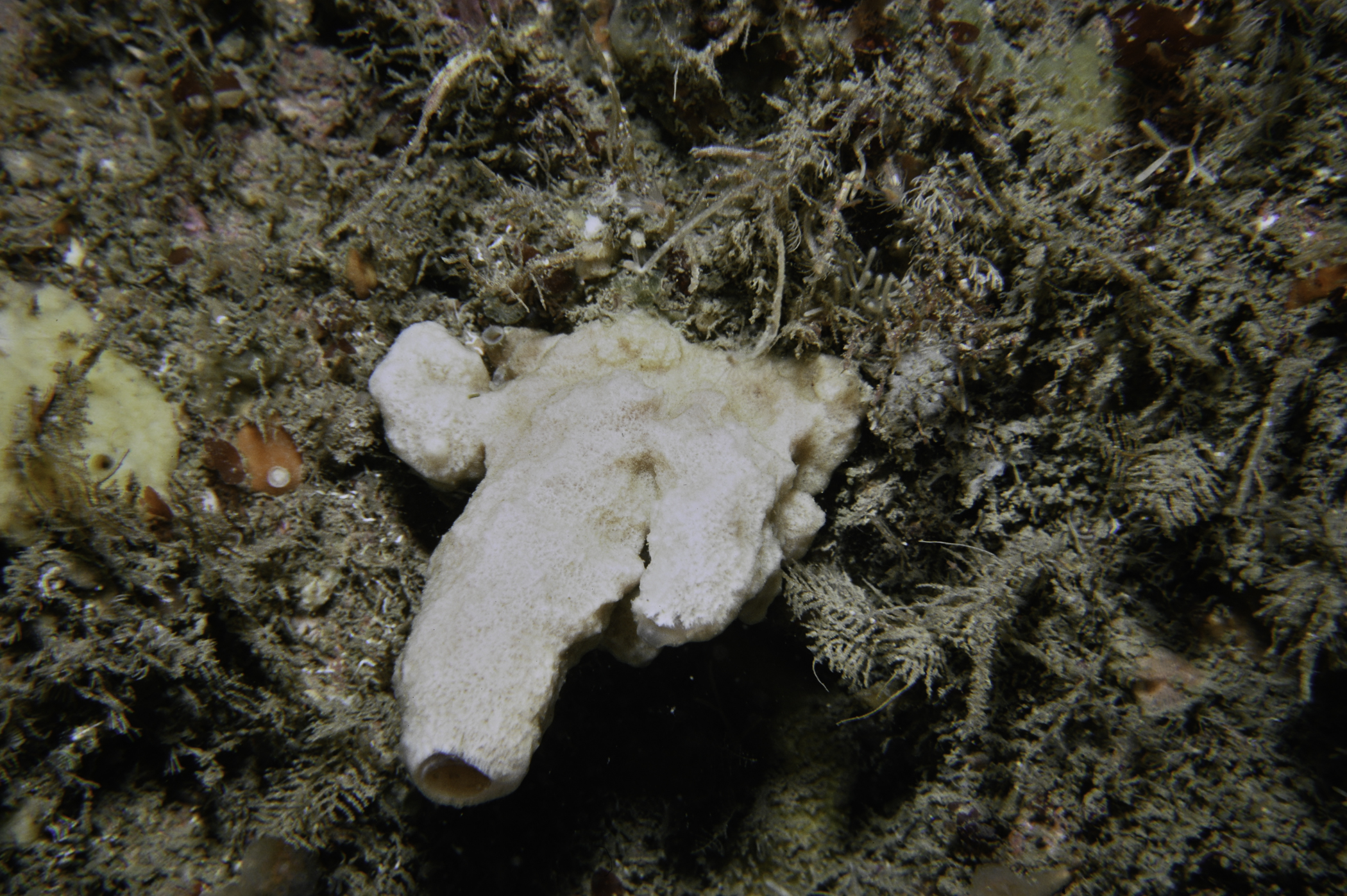 Haliclona viscosa. Site: NE Mew Island, Copeland Islands. 