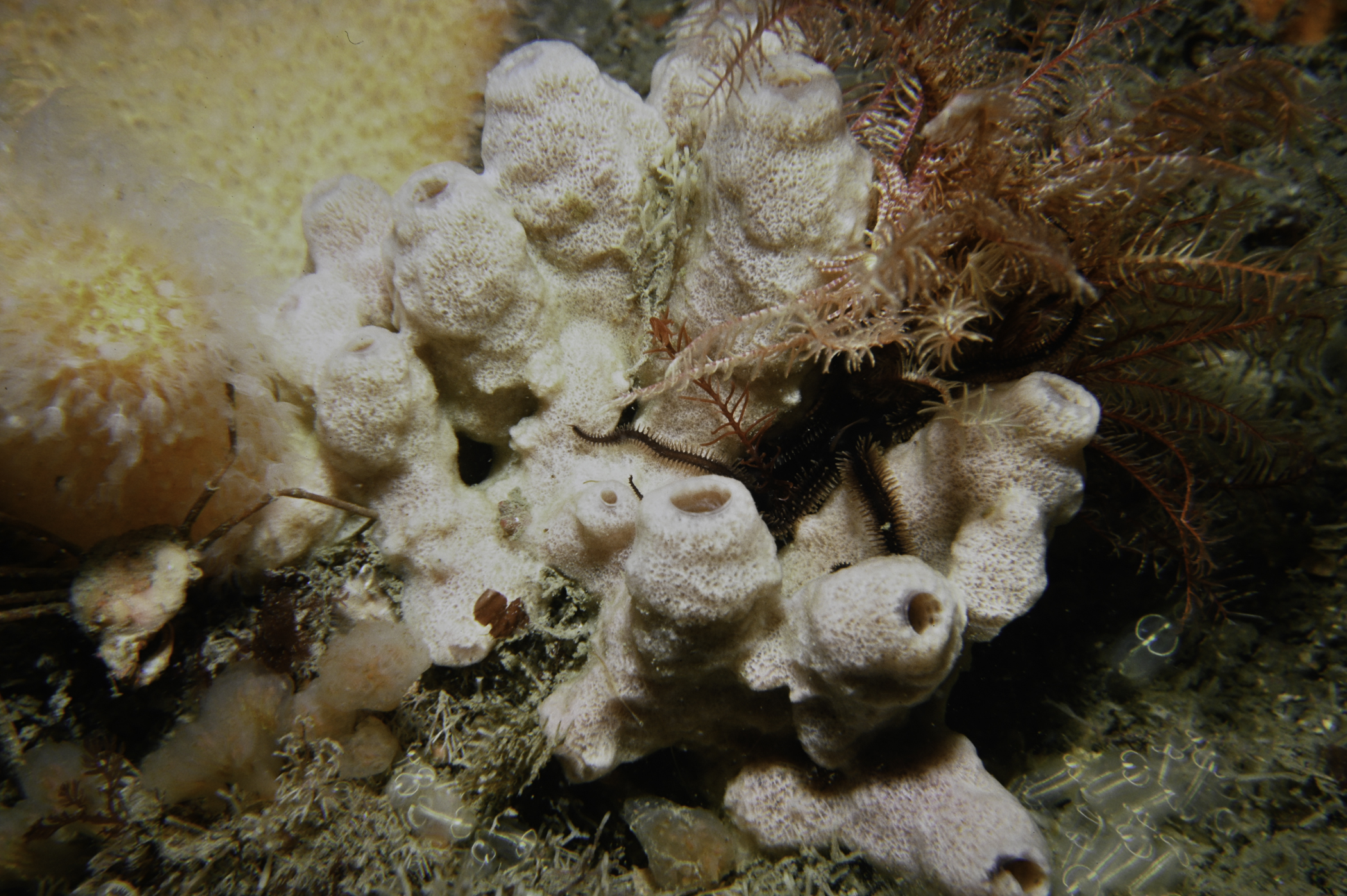 Haliclona viscosa. Site: NE Mew Island, Copeland Islands. 